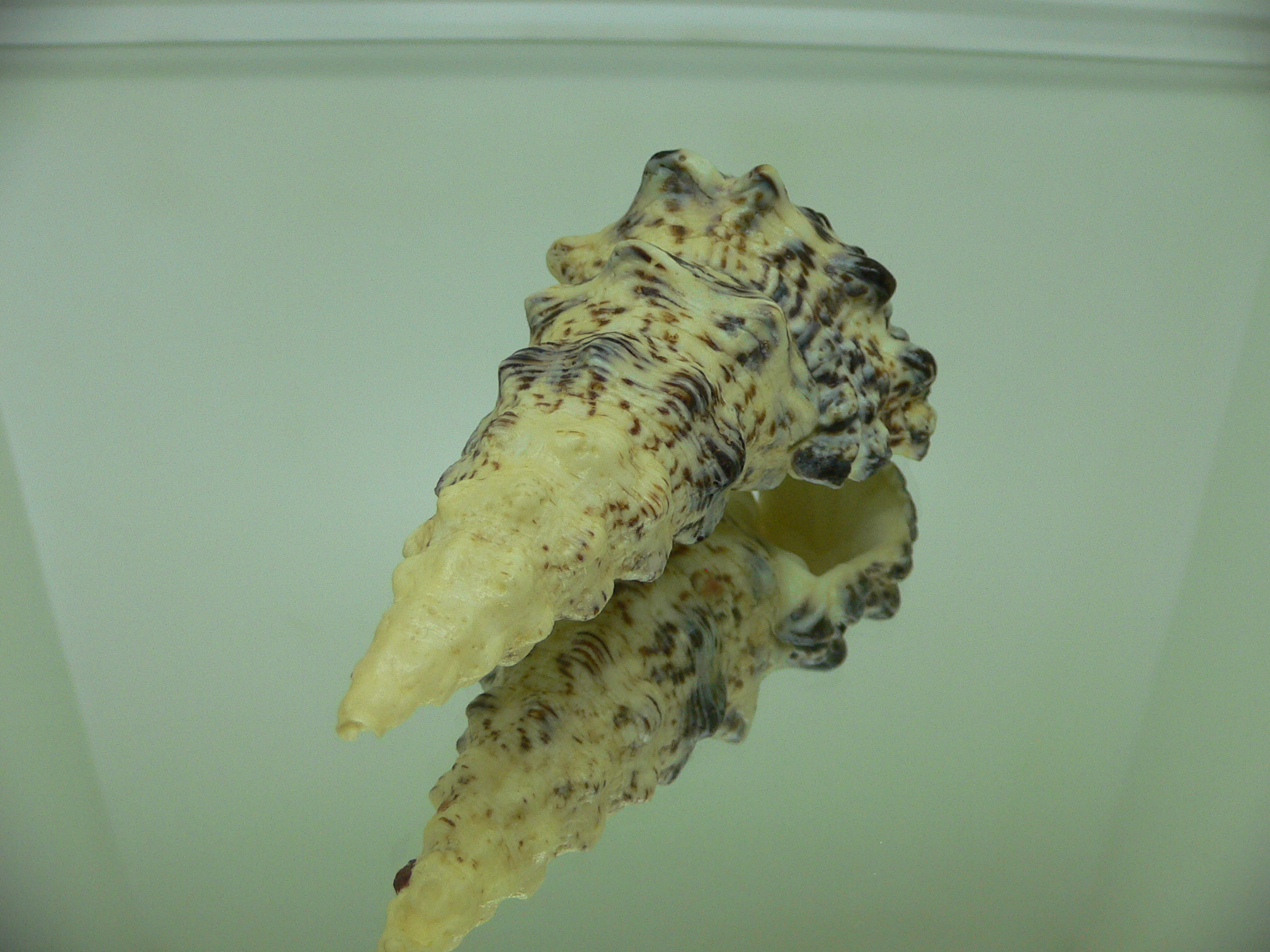 Cerithium nodulosum GOOD SIZE