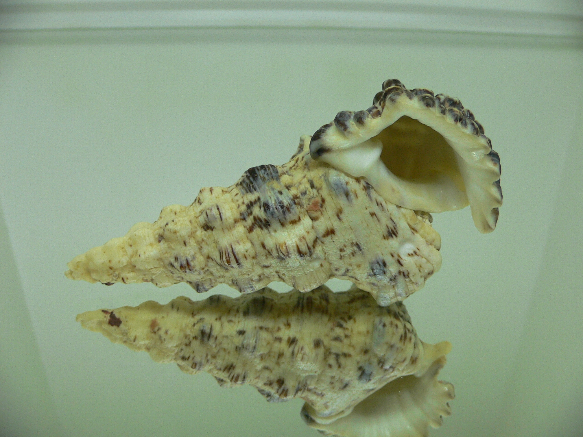 Cerithium nodulosum GOOD SIZE