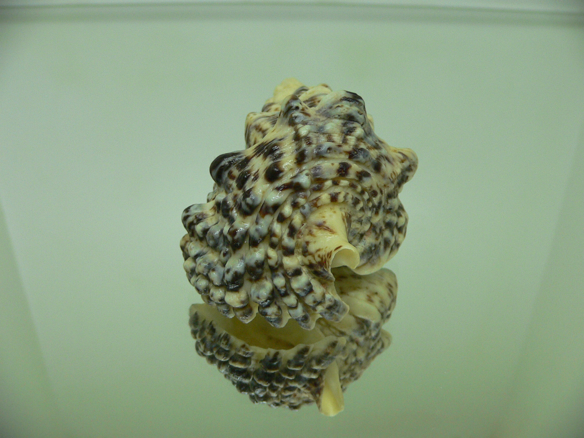 Cerithium nodulosum GOOD SIZE