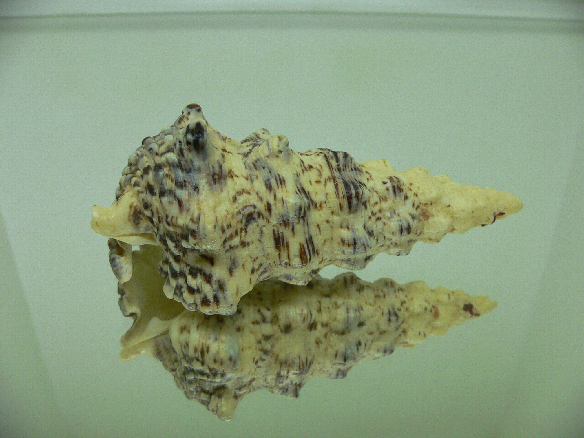 Cerithium nodulosum GOOD SIZE