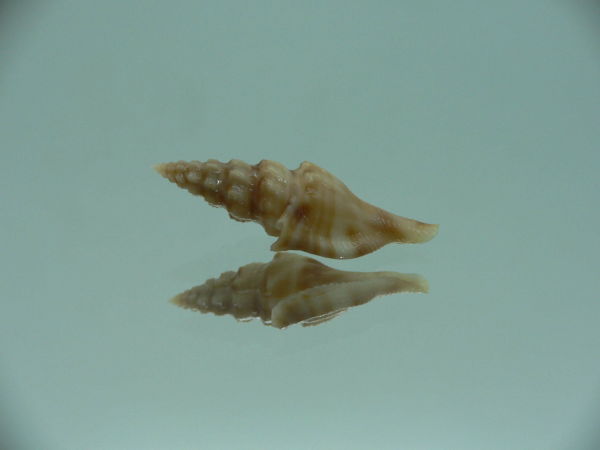 Glyphostoma otohimeae