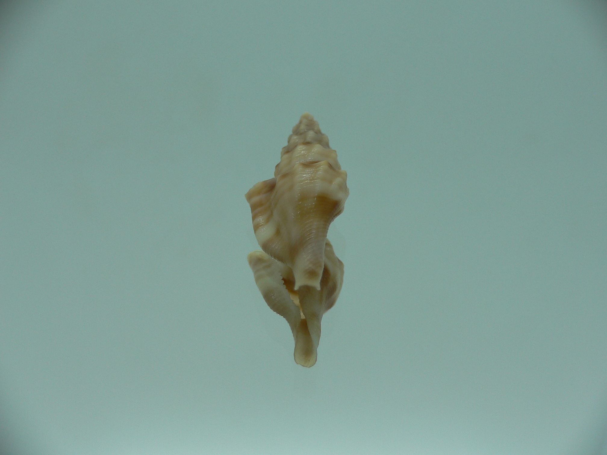 Glyphostoma otohimeae