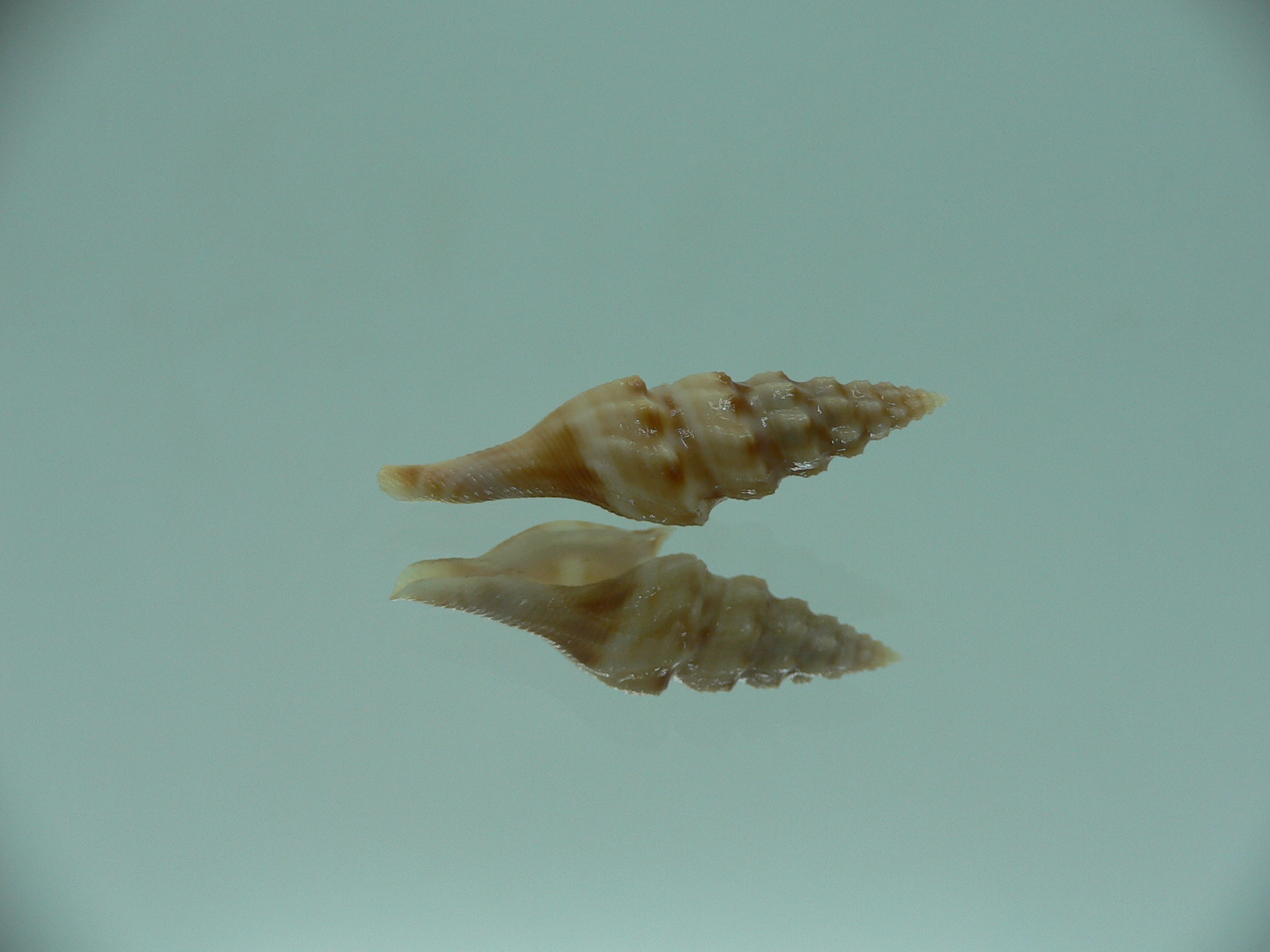 Glyphostoma otohimeae