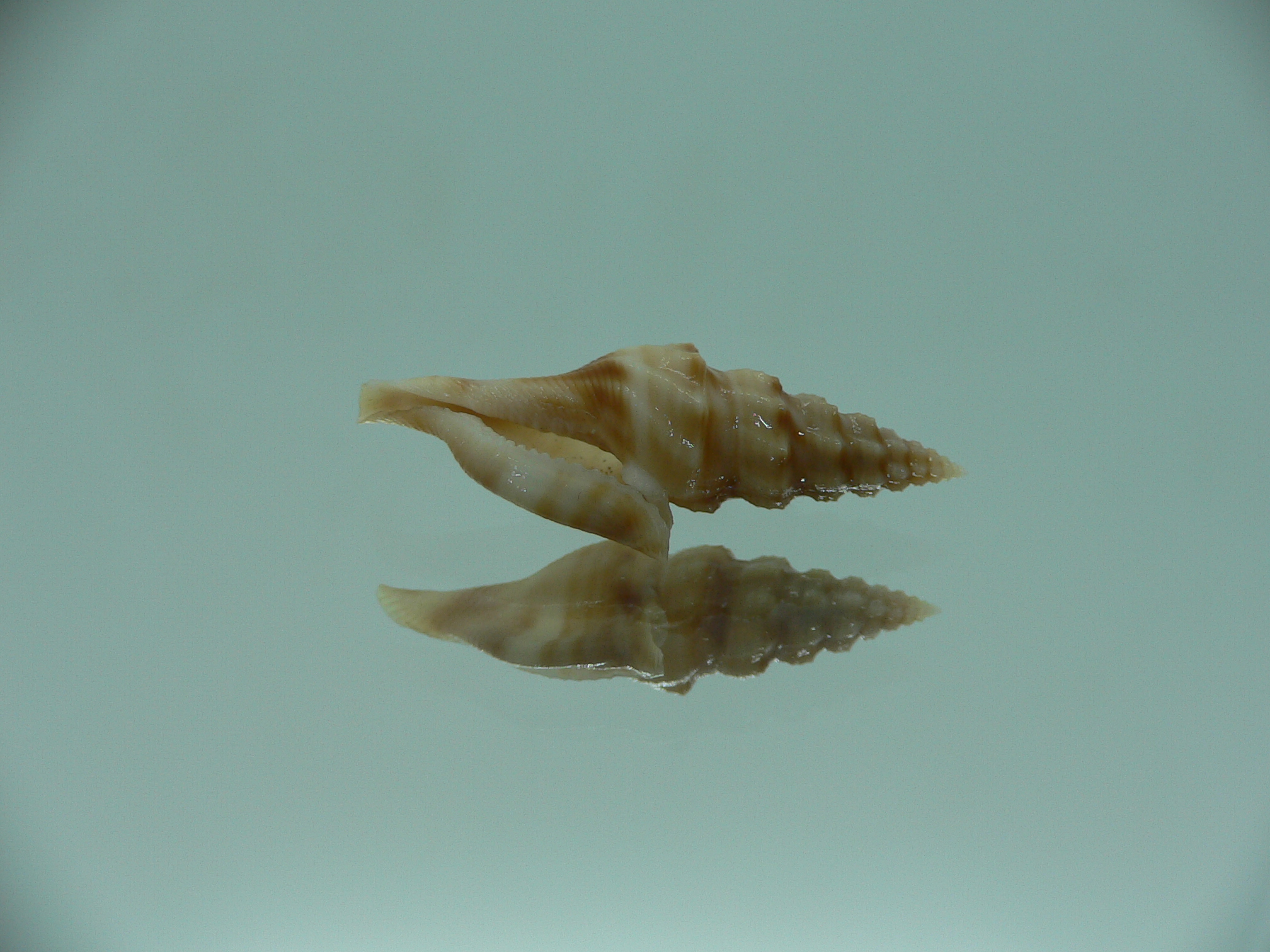 Glyphostoma otohimeae