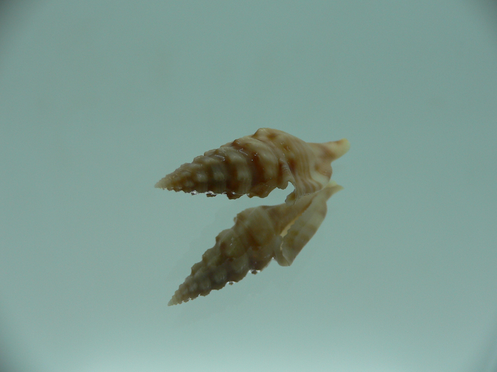 Glyphostoma otohimeae