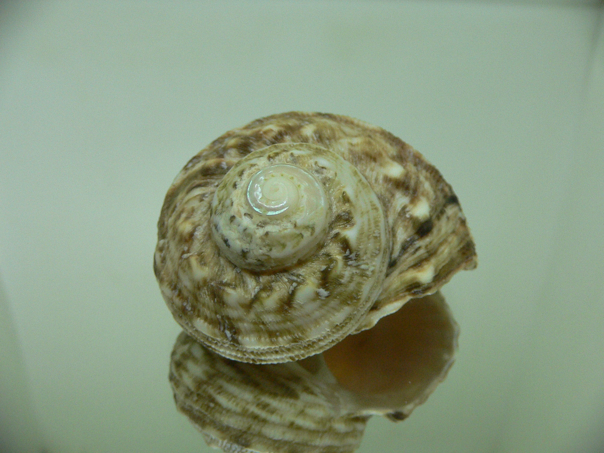 Lunella torquata