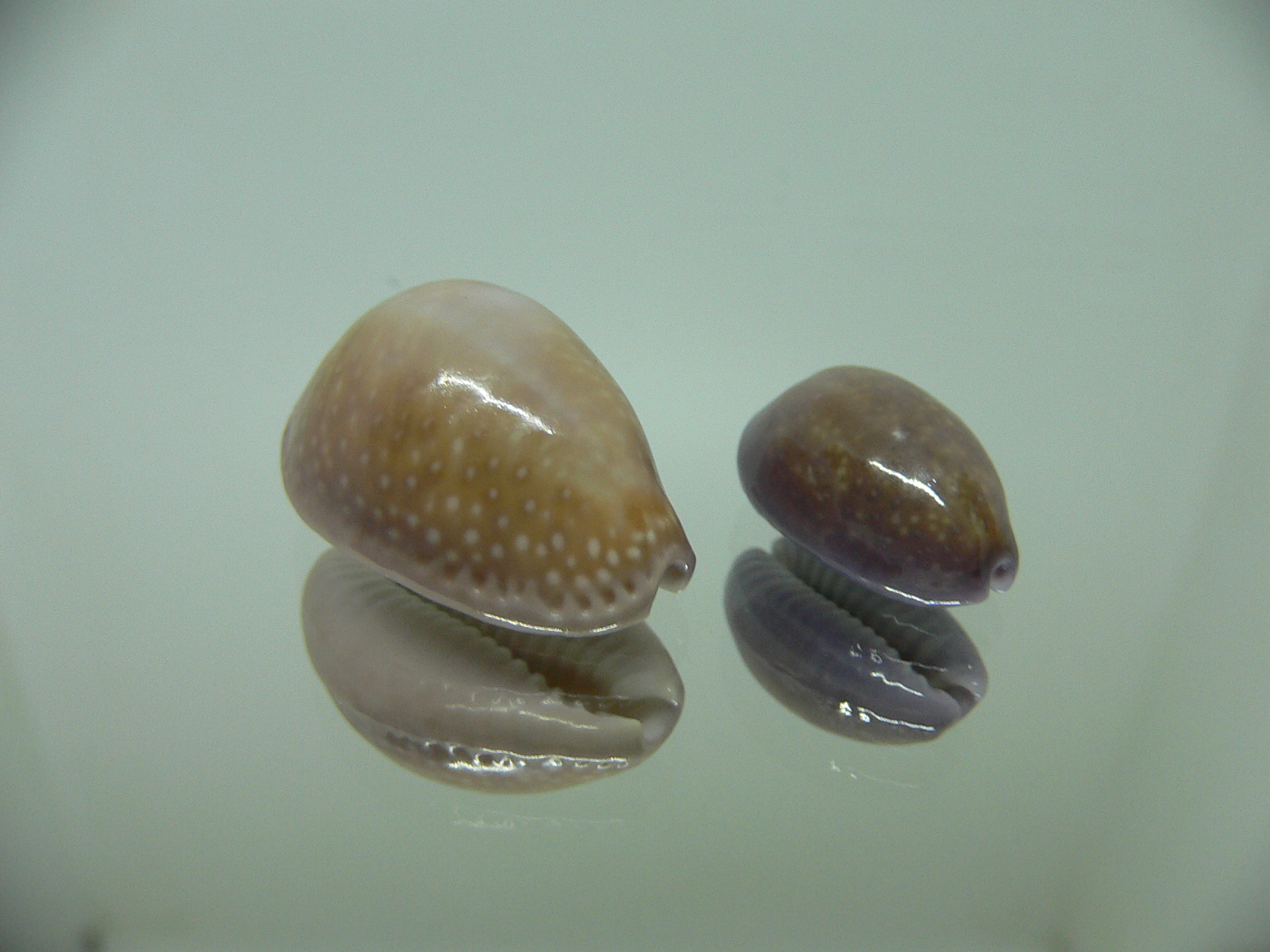 Cypraea poraria + scarabeus (var.)