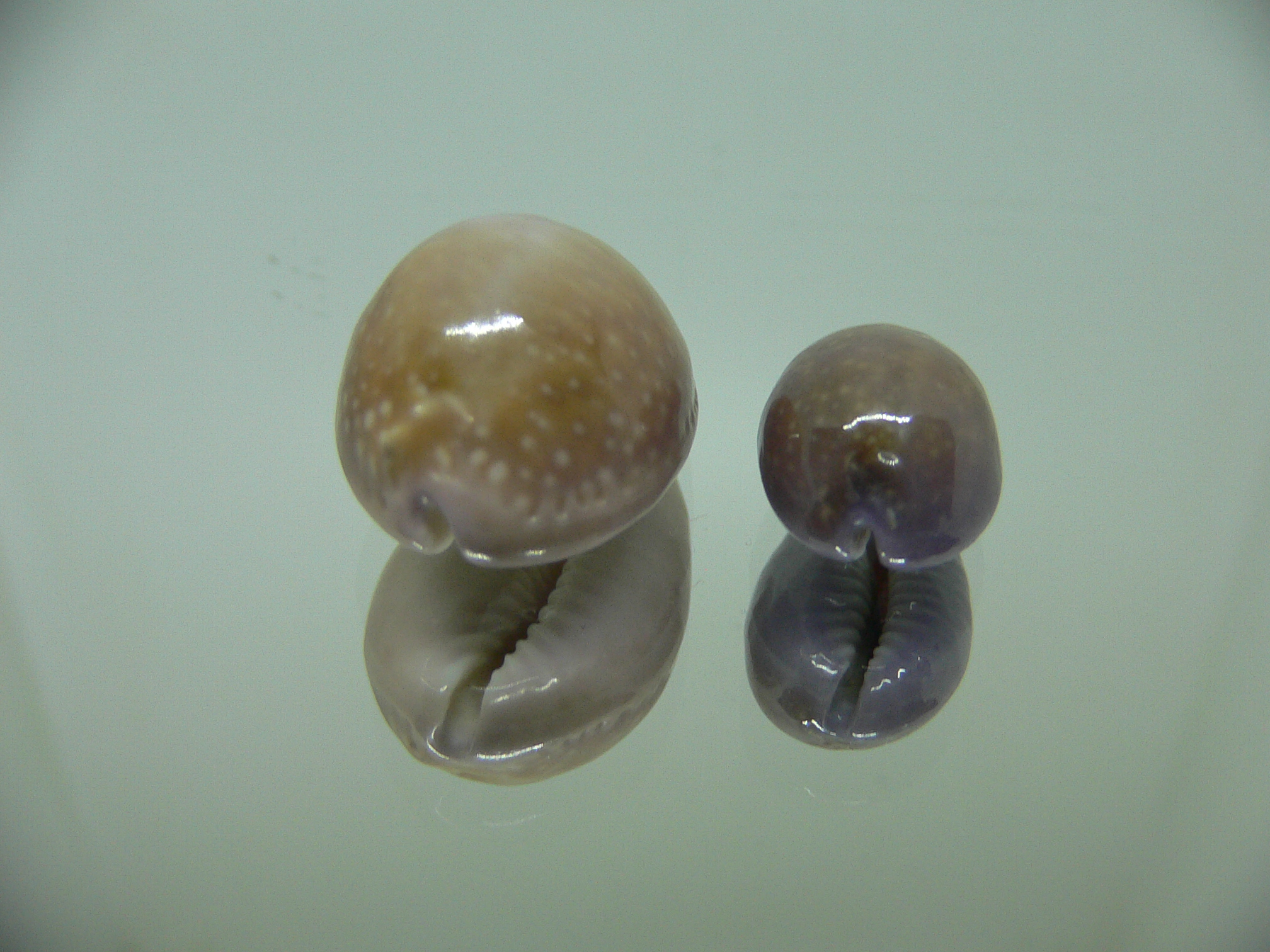 Cypraea poraria + scarabeus (var.)