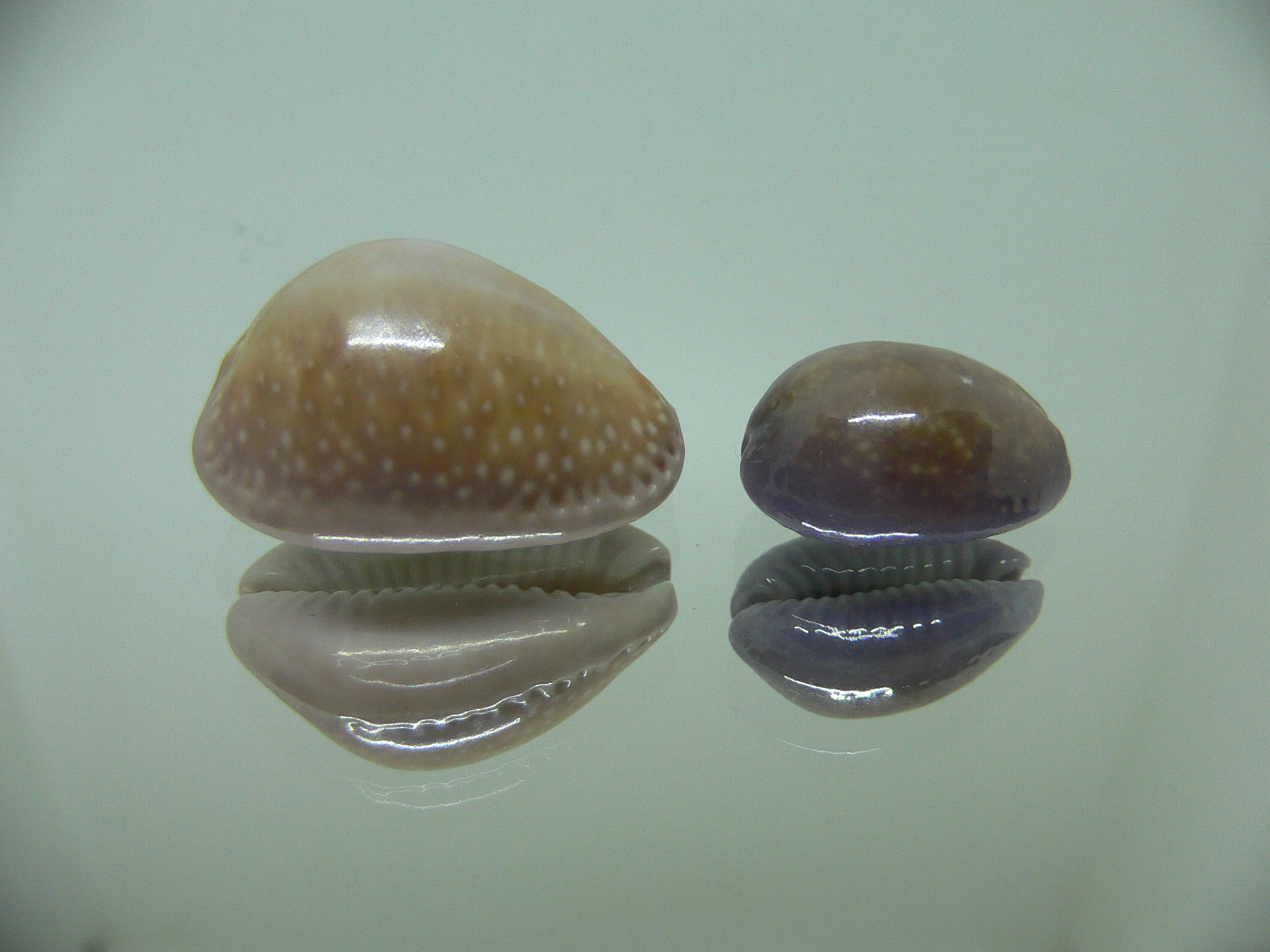 Cypraea poraria + scarabeus (var.)