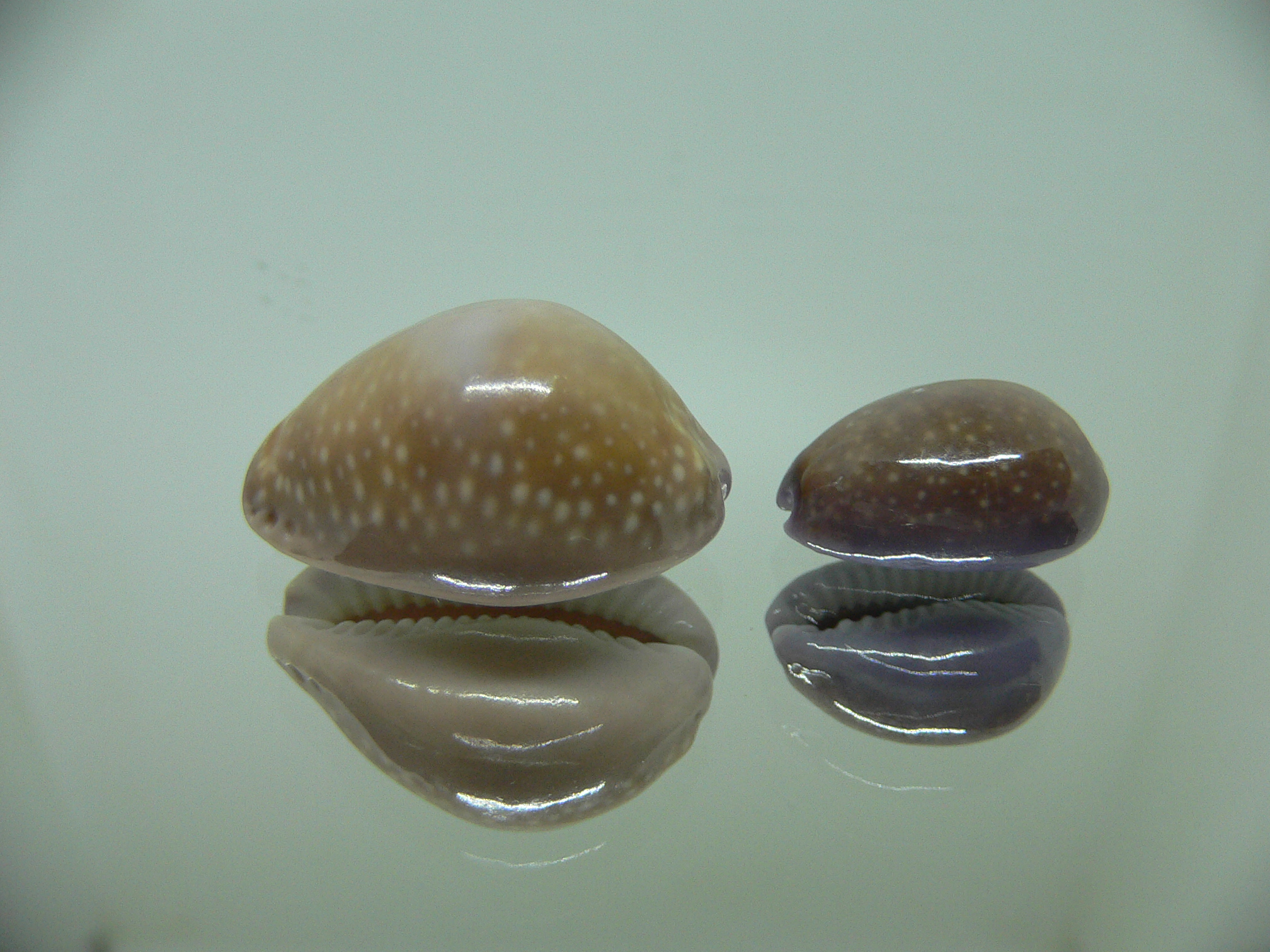 Cypraea poraria + scarabeus (var.)