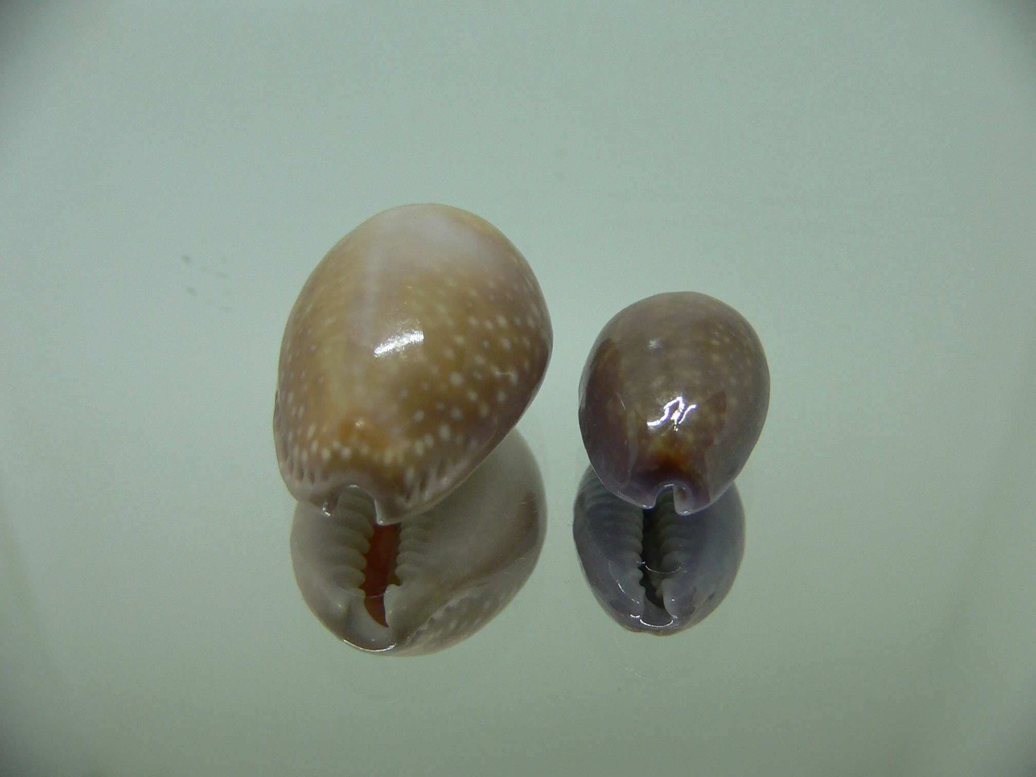 Cypraea poraria + scarabeus (var.)