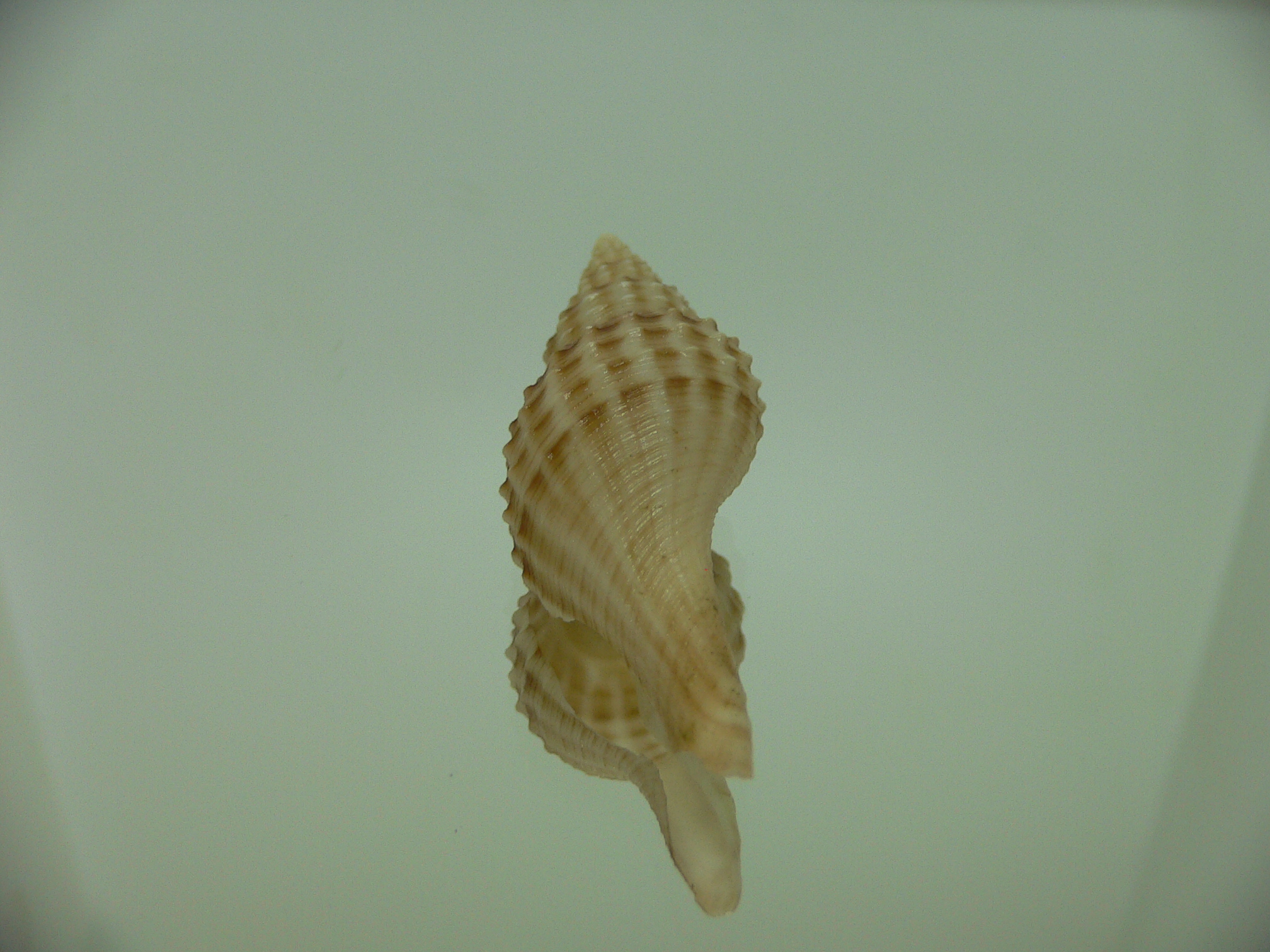 Granulifusus hayashii PIMPLES