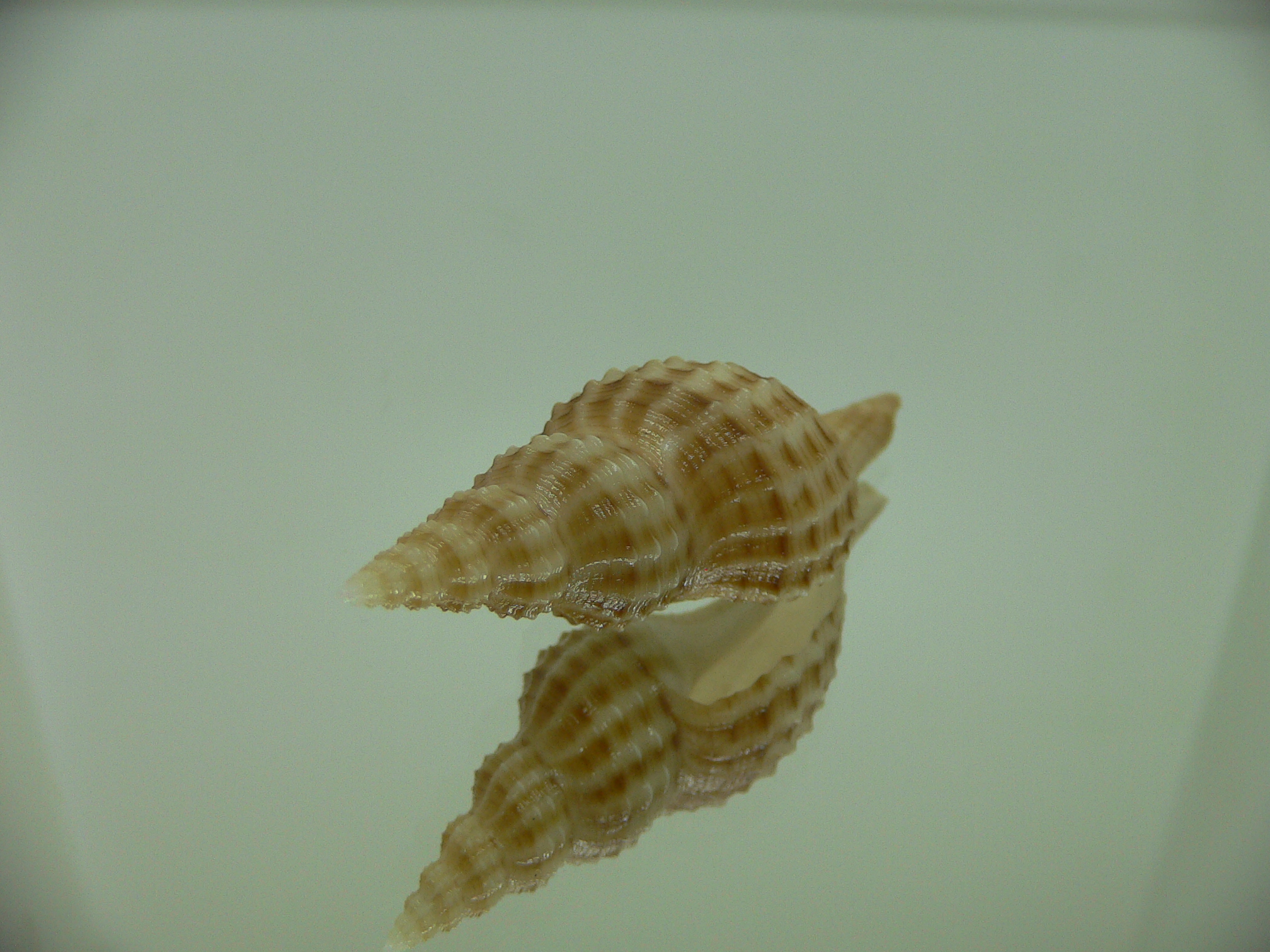 Granulifusus hayashii PIMPLES