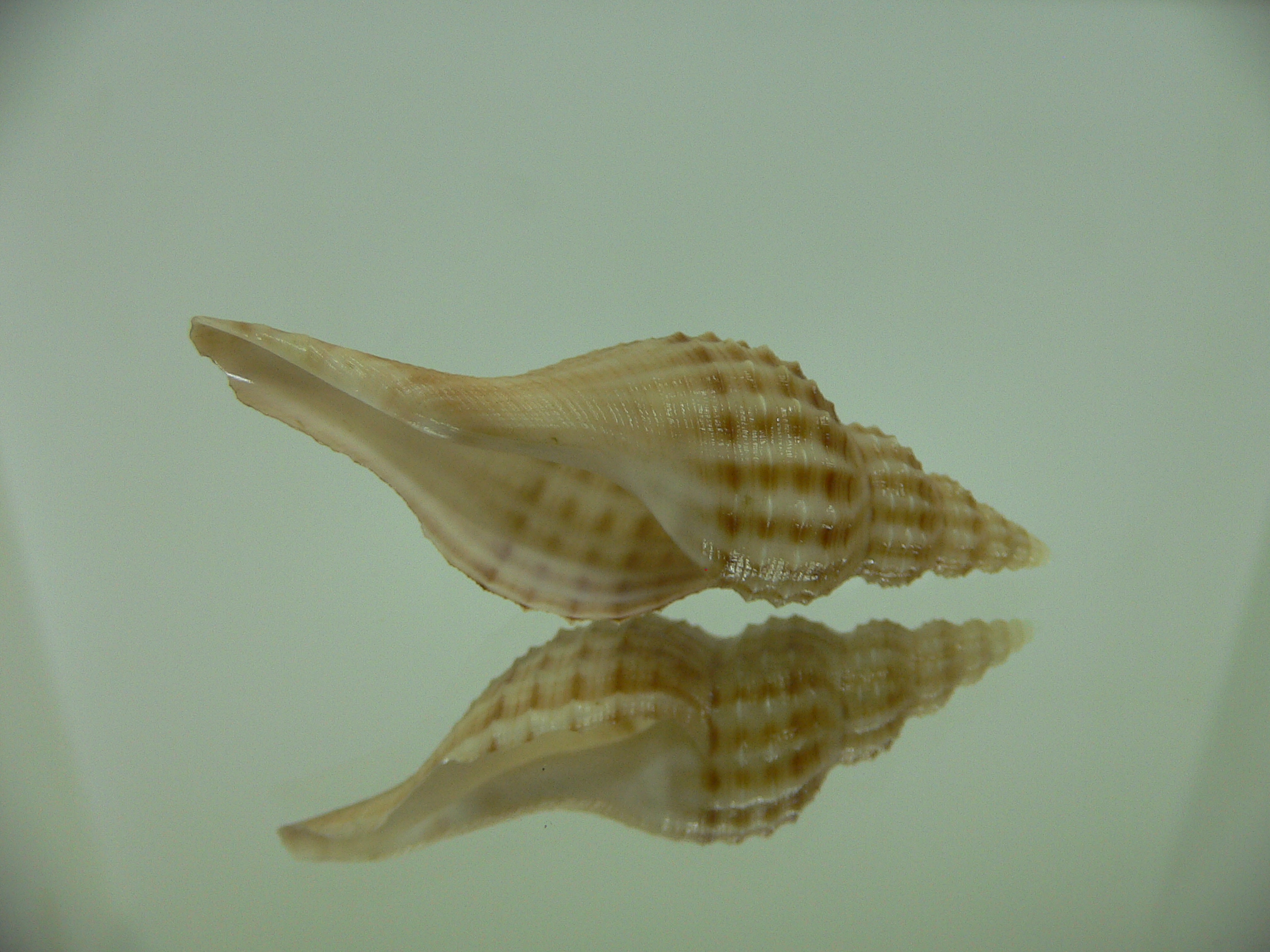 Granulifusus hayashii PIMPLES
