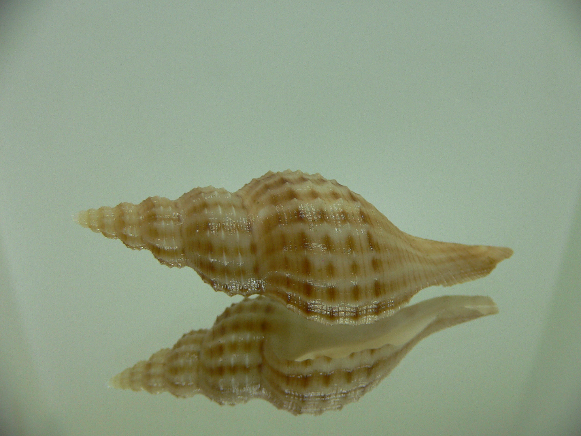 Granulifusus hayashii PIMPLES
