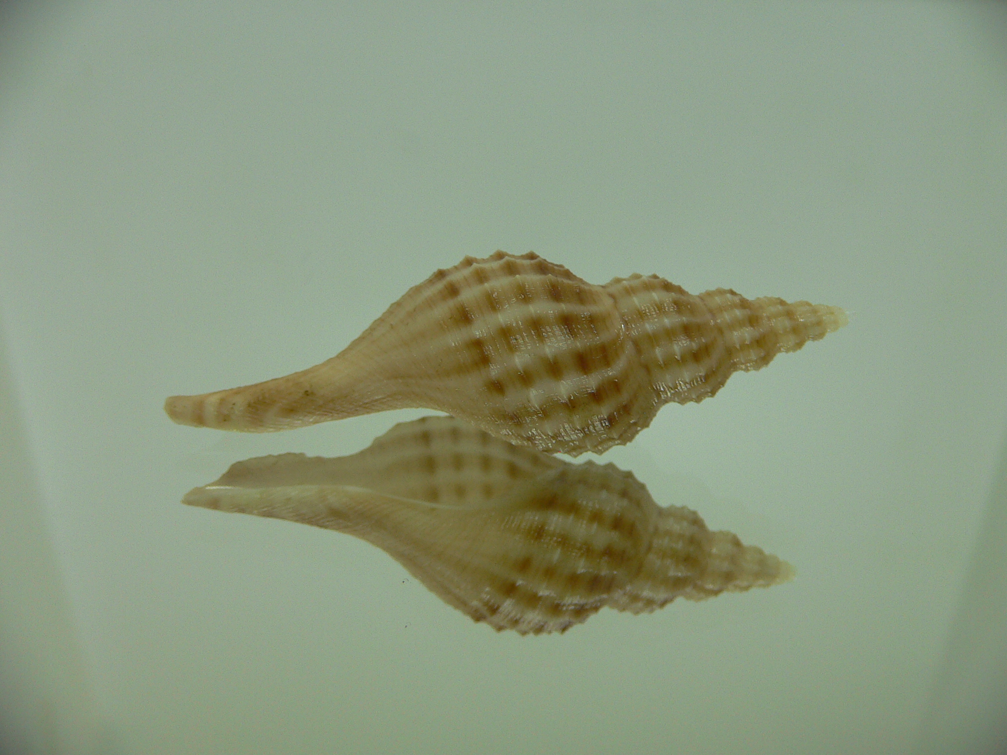 Granulifusus hayashii PIMPLES