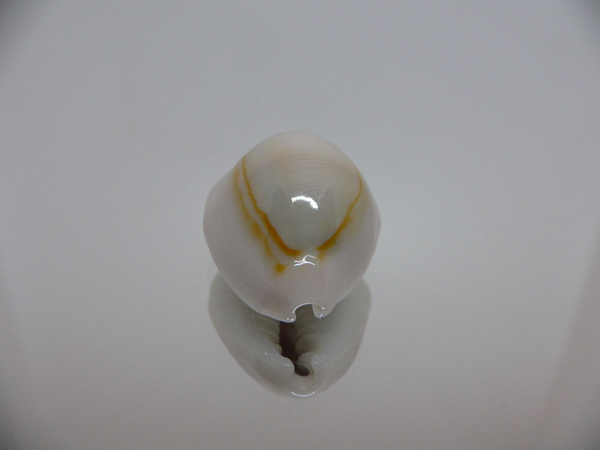 Cypraea annulus noumeensis (var.) CALLOUSED & IDEAL