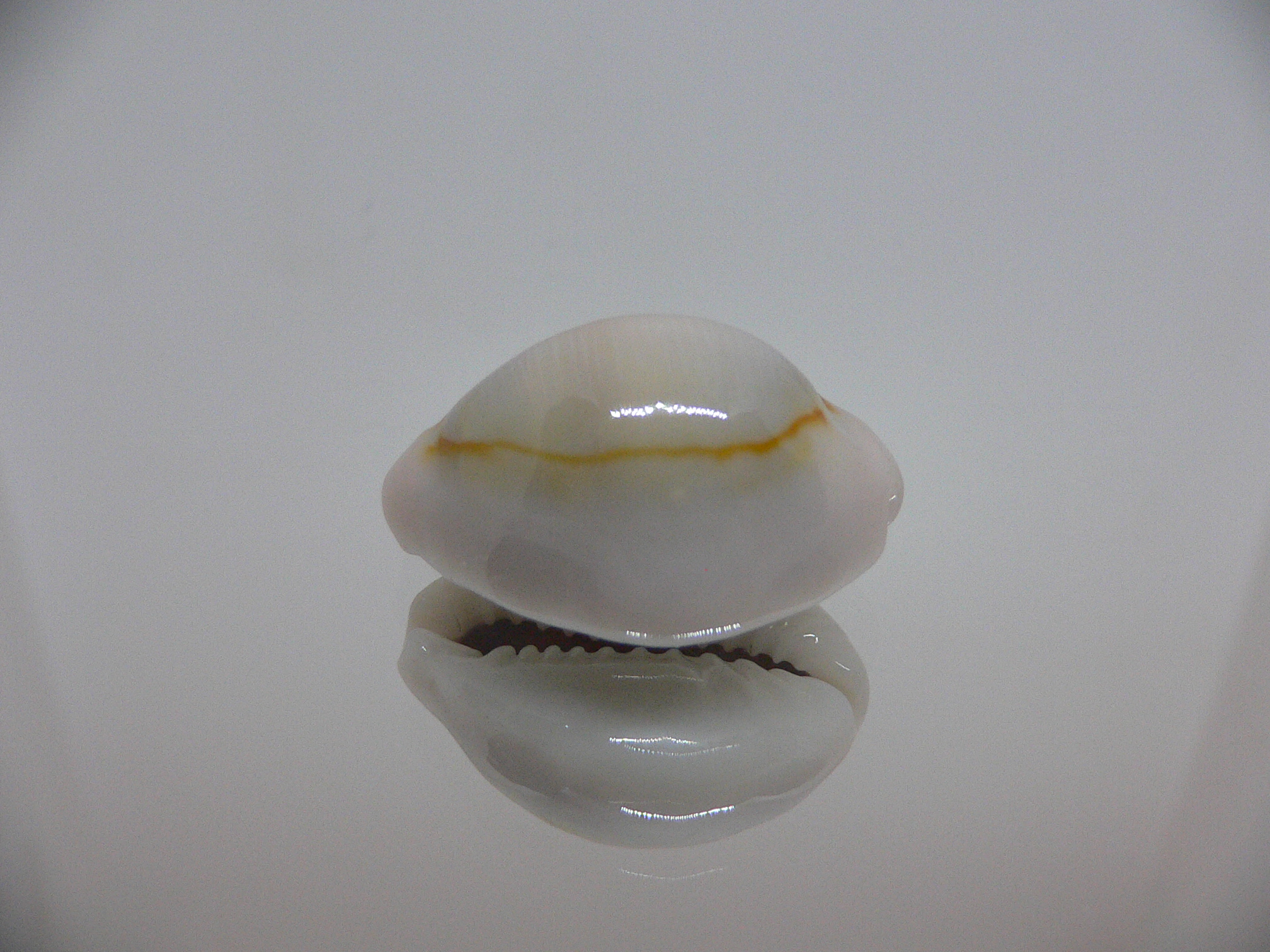 Cypraea annulus noumeensis (var.) CALLOUSED & IDEAL