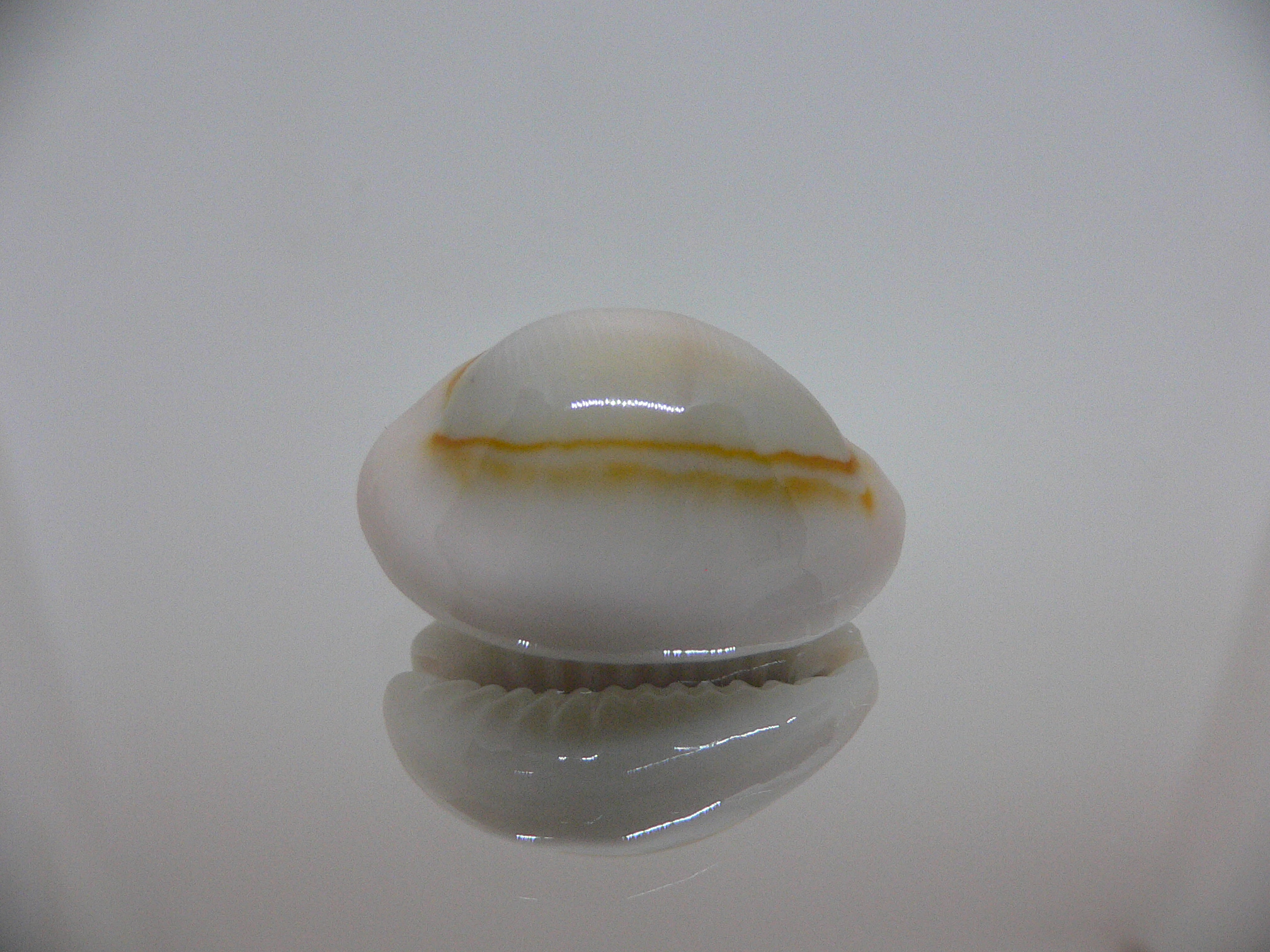 Cypraea annulus noumeensis (var.) CALLOUSED & IDEAL