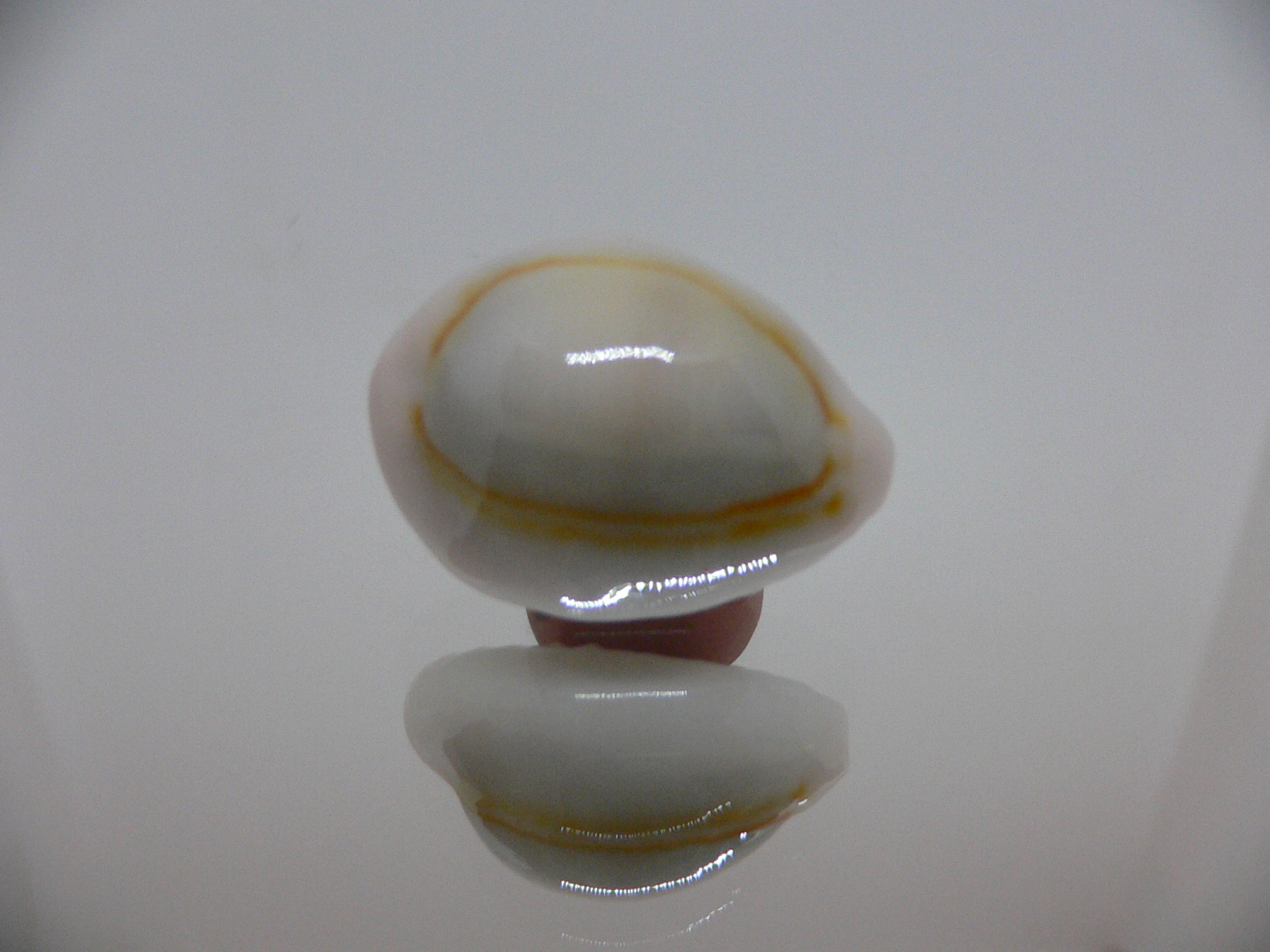 Cypraea annulus noumeensis (var.) CALLOUSED & IDEAL