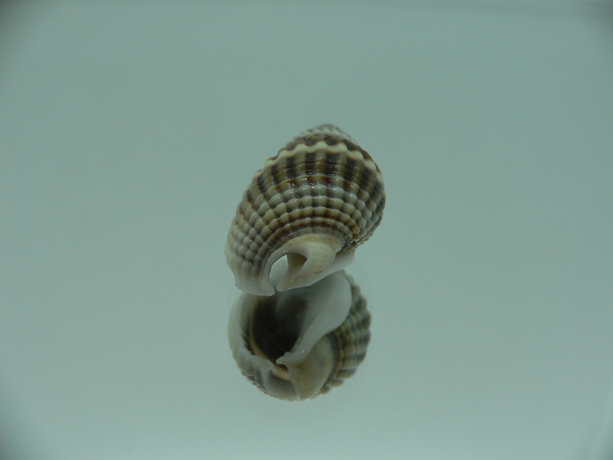 Nassarius livescens BIG & SUPER COLOR