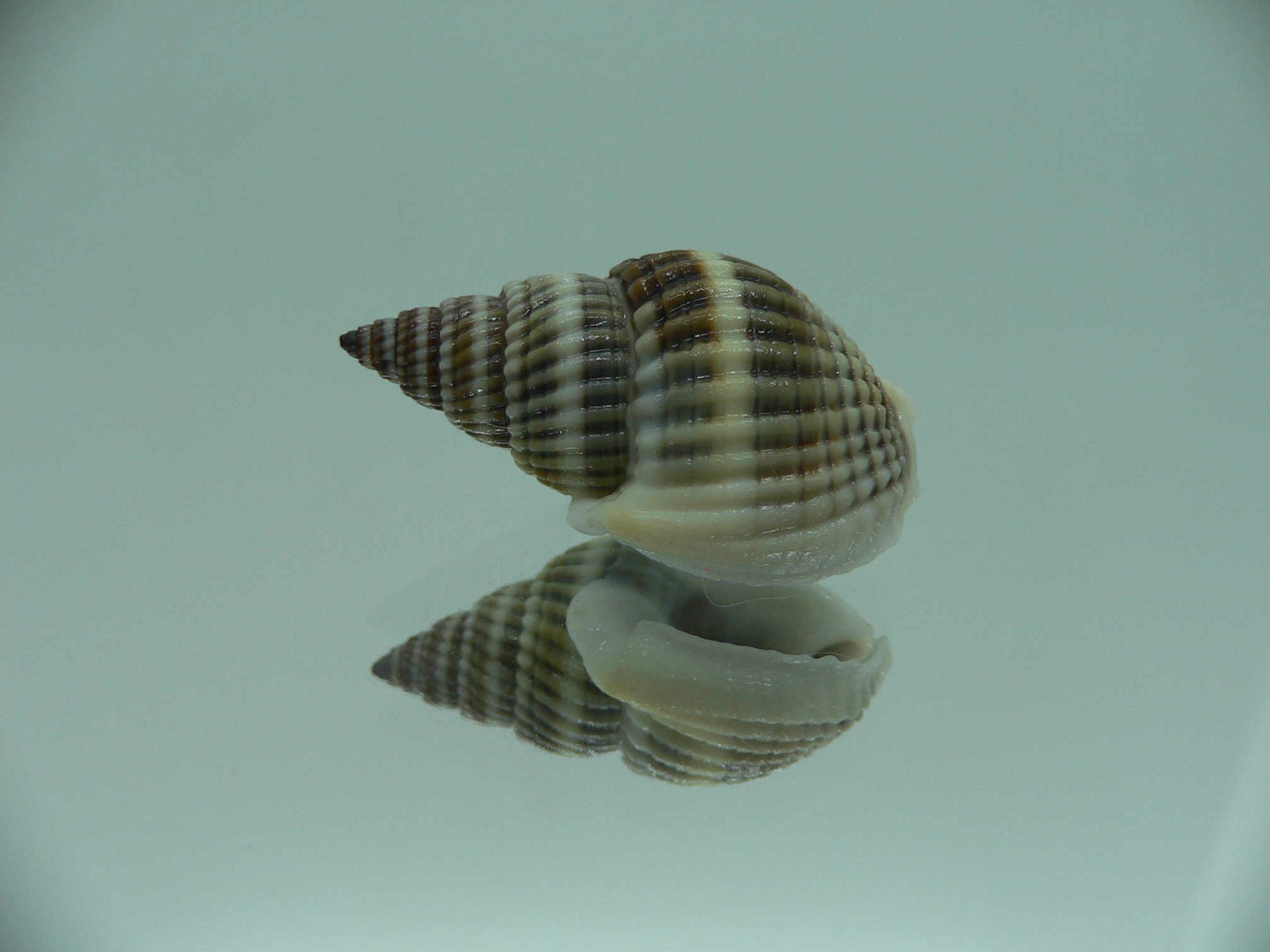 Nassarius livescens BIG & SUPER COLOR