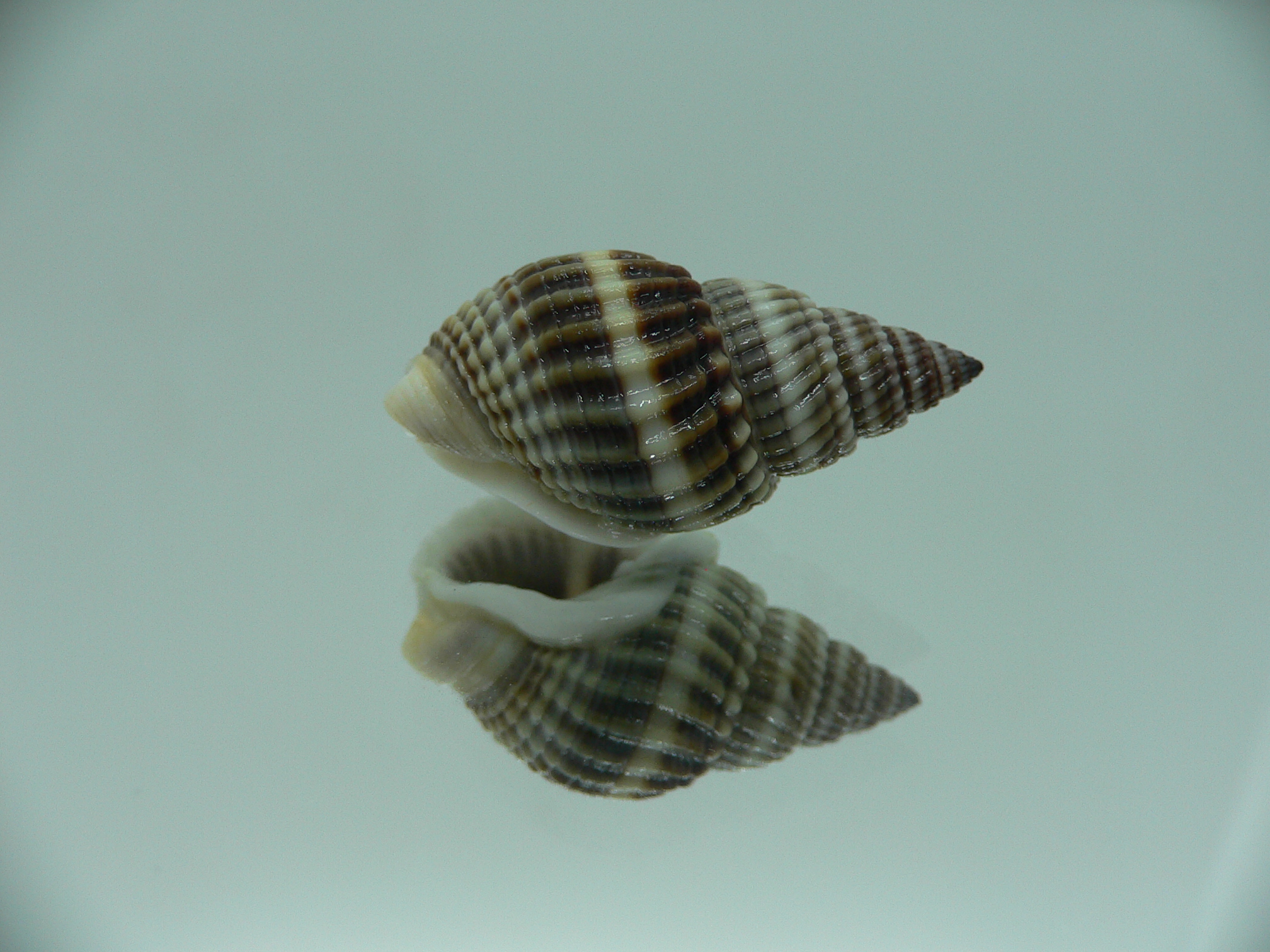 Nassarius livescens BIG & SUPER COLOR