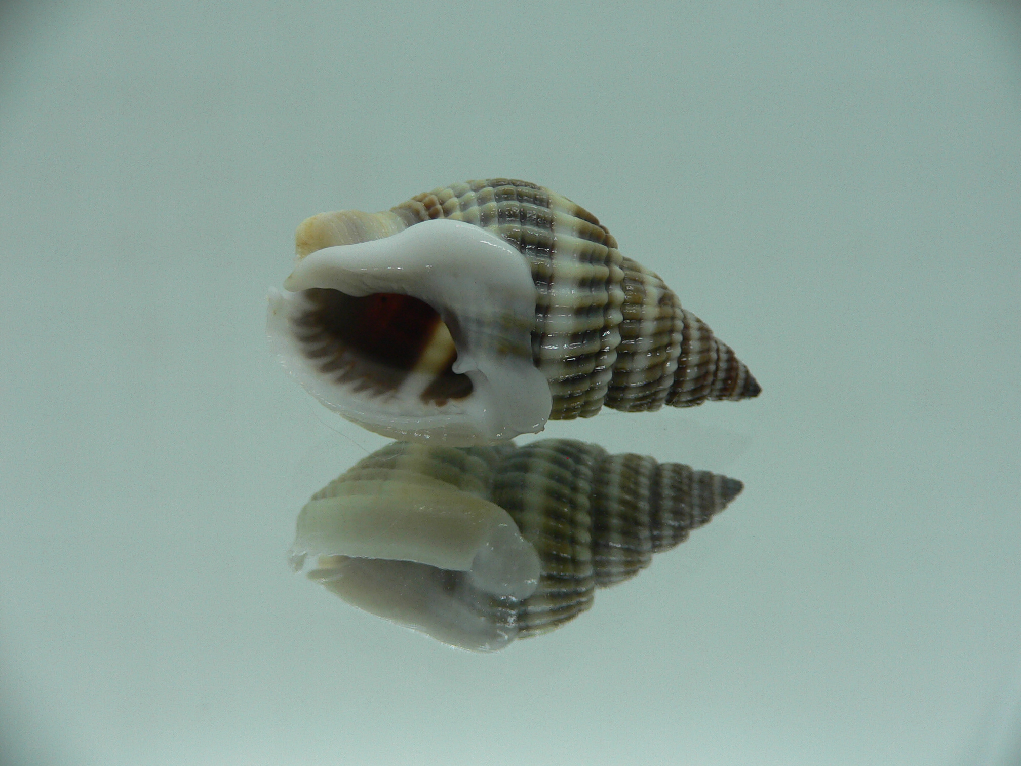 Nassarius livescens BIG & SUPER COLOR