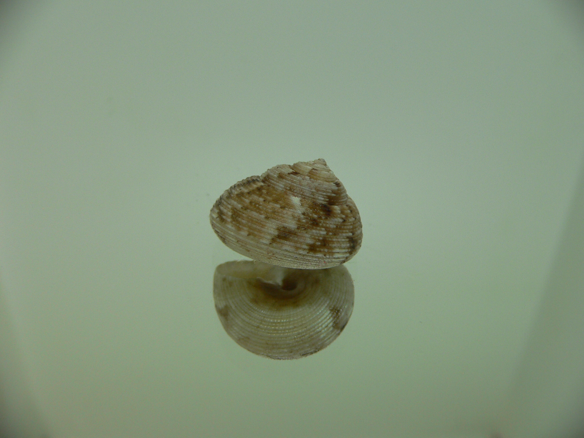 Monilea belcheri MOTLEY