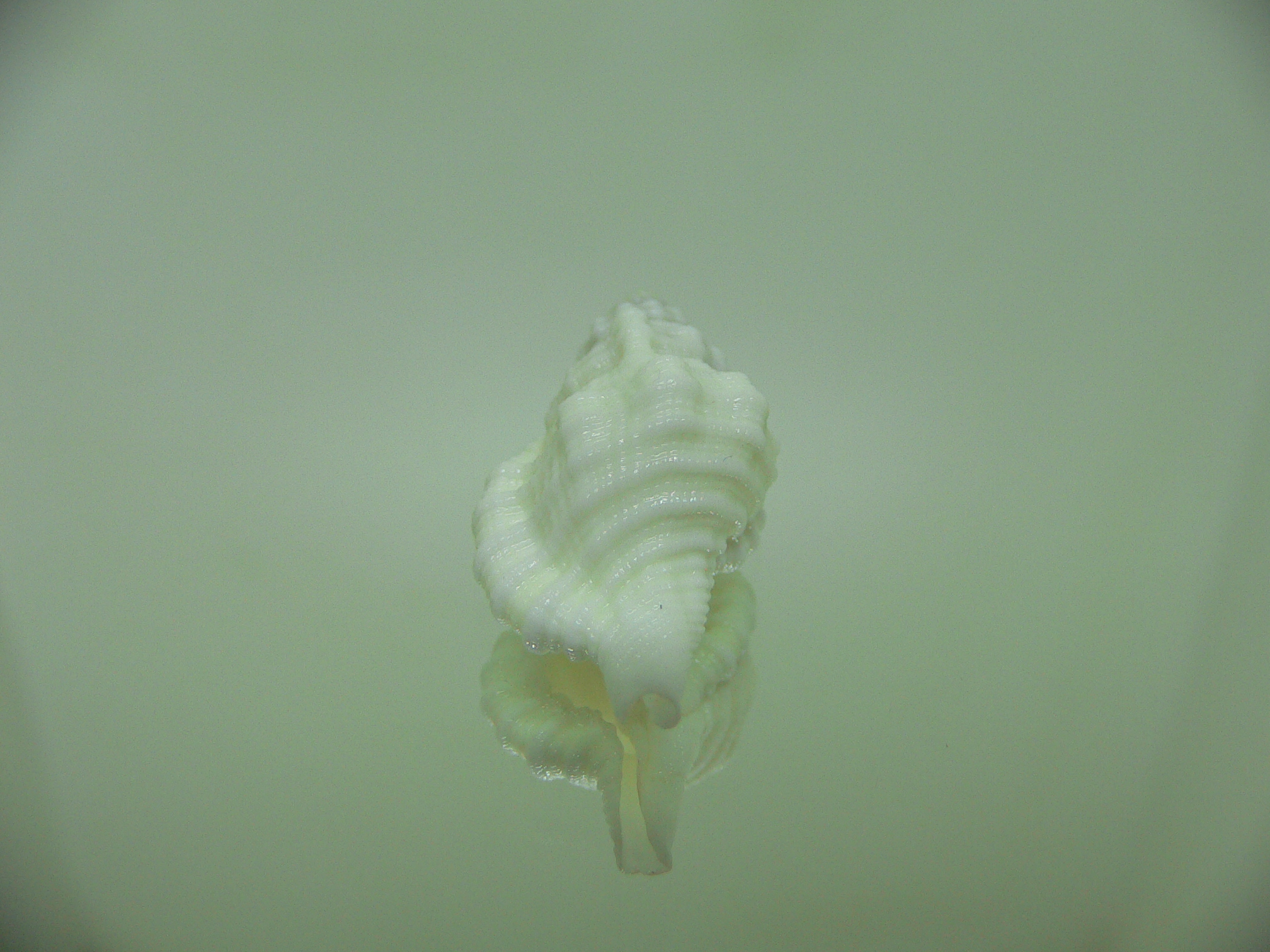 Monoplex mundus ALBINO