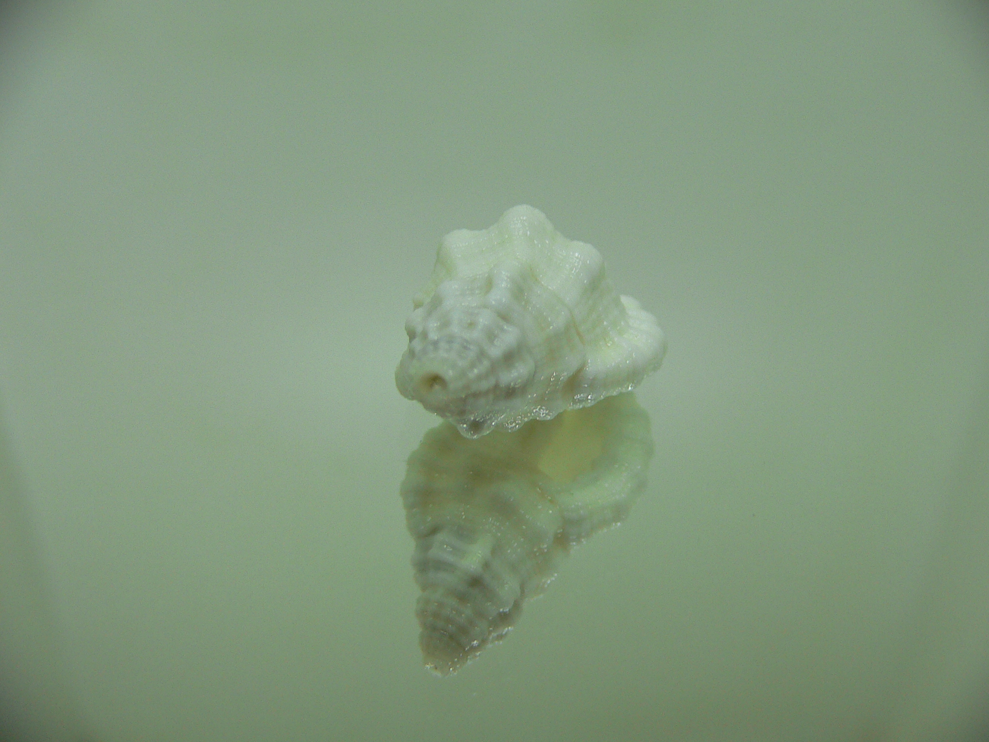 Monoplex mundus ALBINO