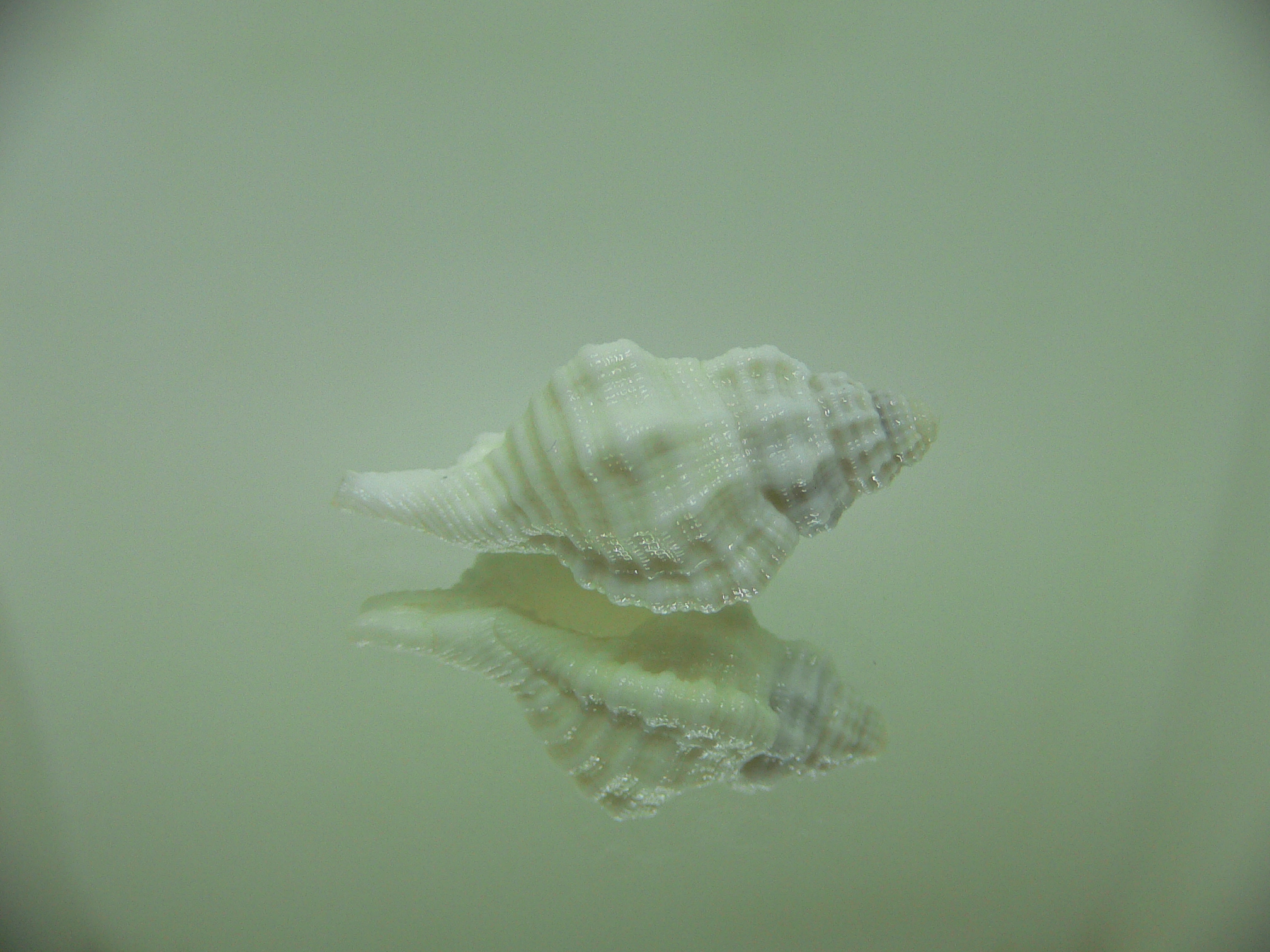 Monoplex mundus ALBINO