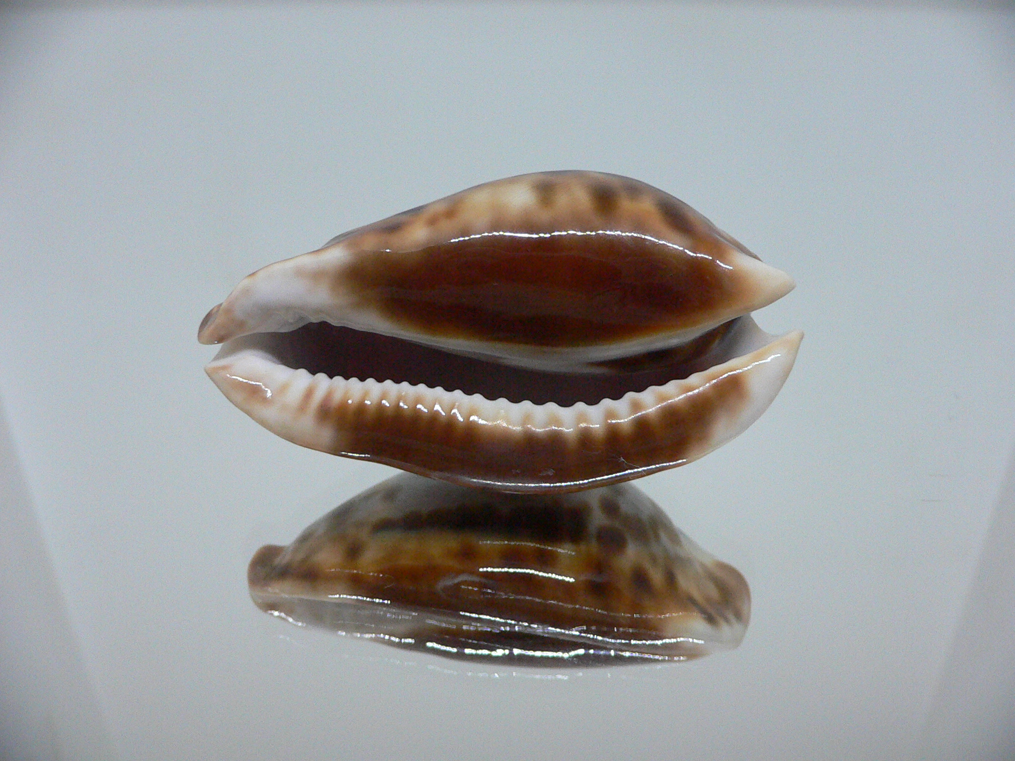 Zoila friendii f. scottii RARE, BLUE BACK & ELONGATE