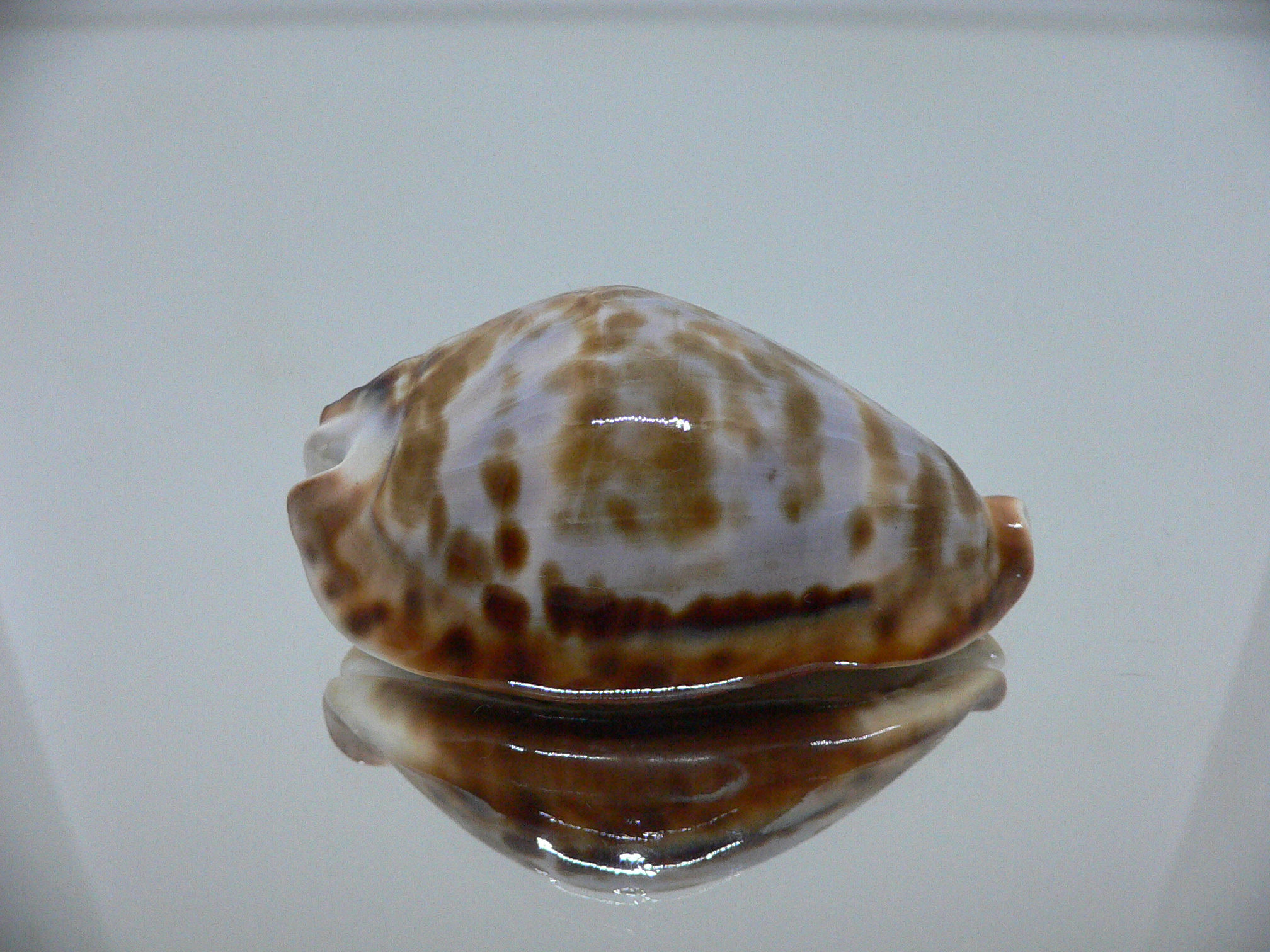 Zoila friendii f. scottii RARE, BLUE BACK & ELONGATE