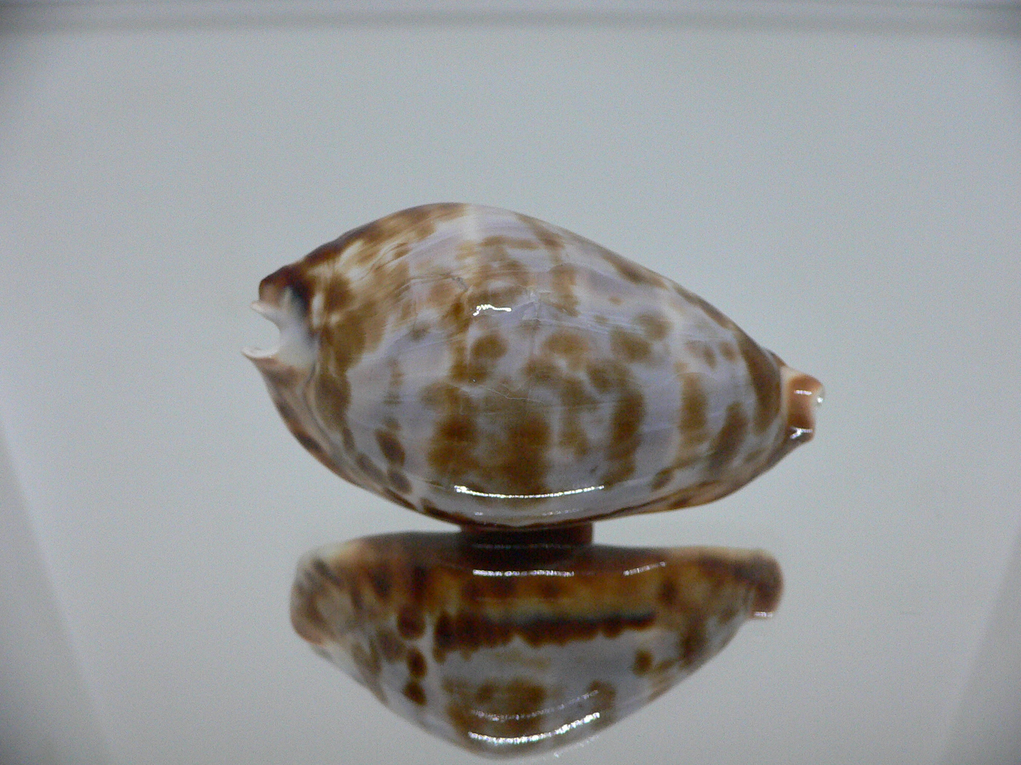 Zoila friendii f. scottii RARE, BLUE BACK & ELONGATE