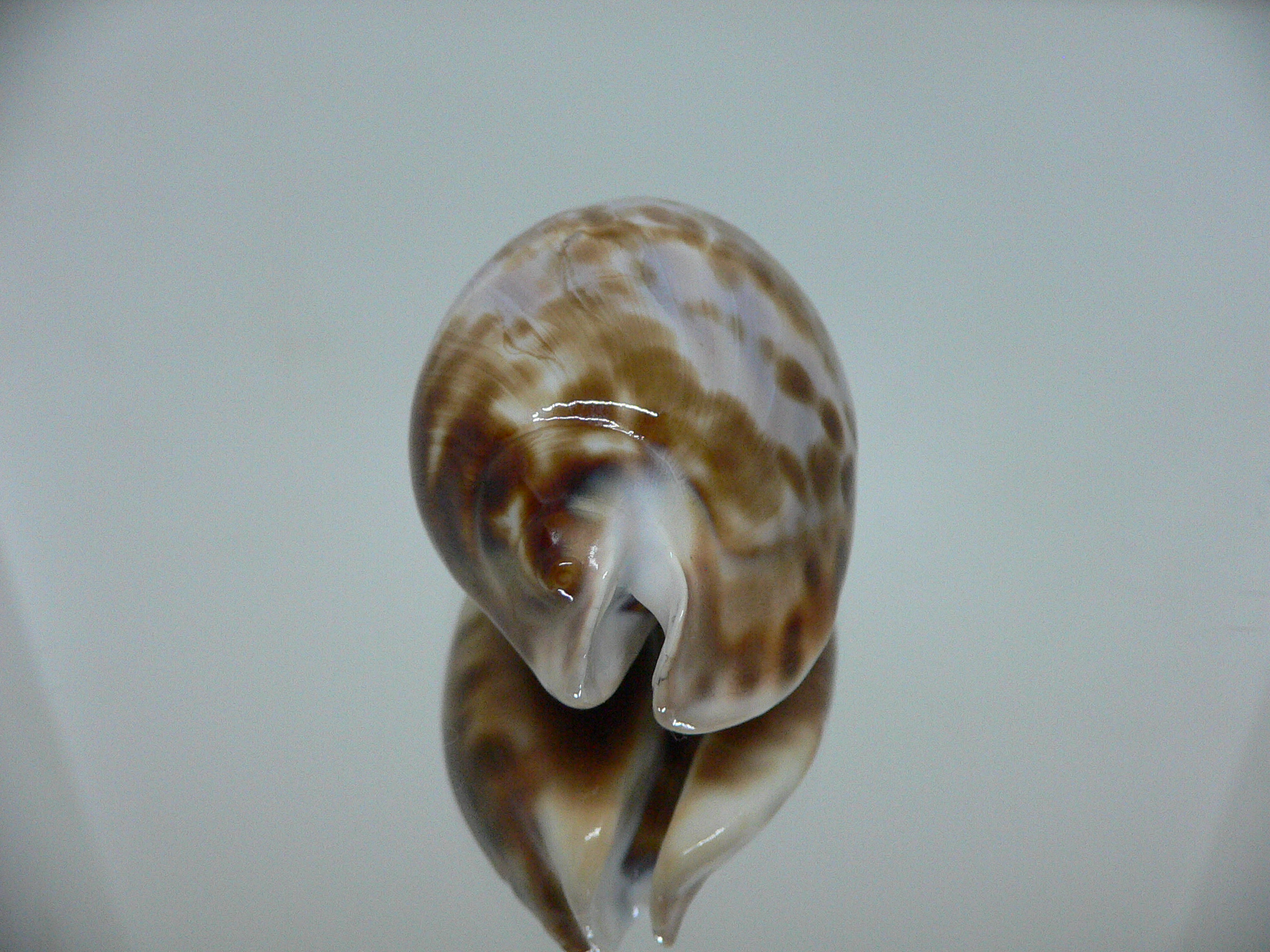 Zoila friendii f. scottii RARE, BLUE BACK & ELONGATE