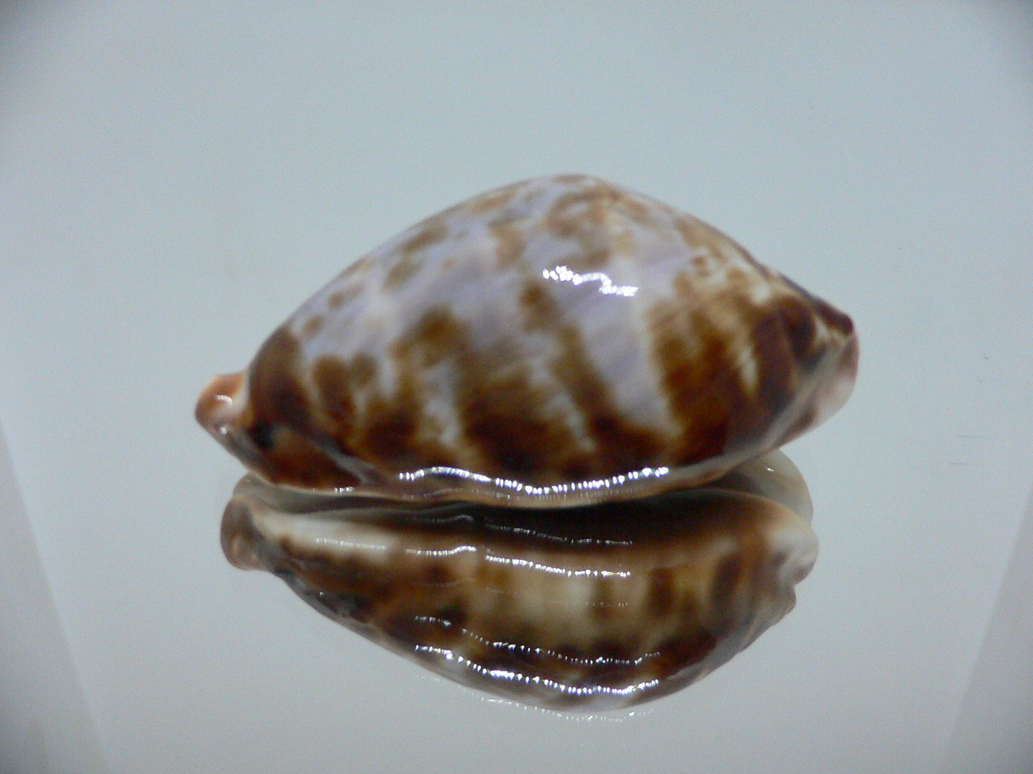 Zoila friendii f. scottii RARE, BLUE BACK & ELONGATE