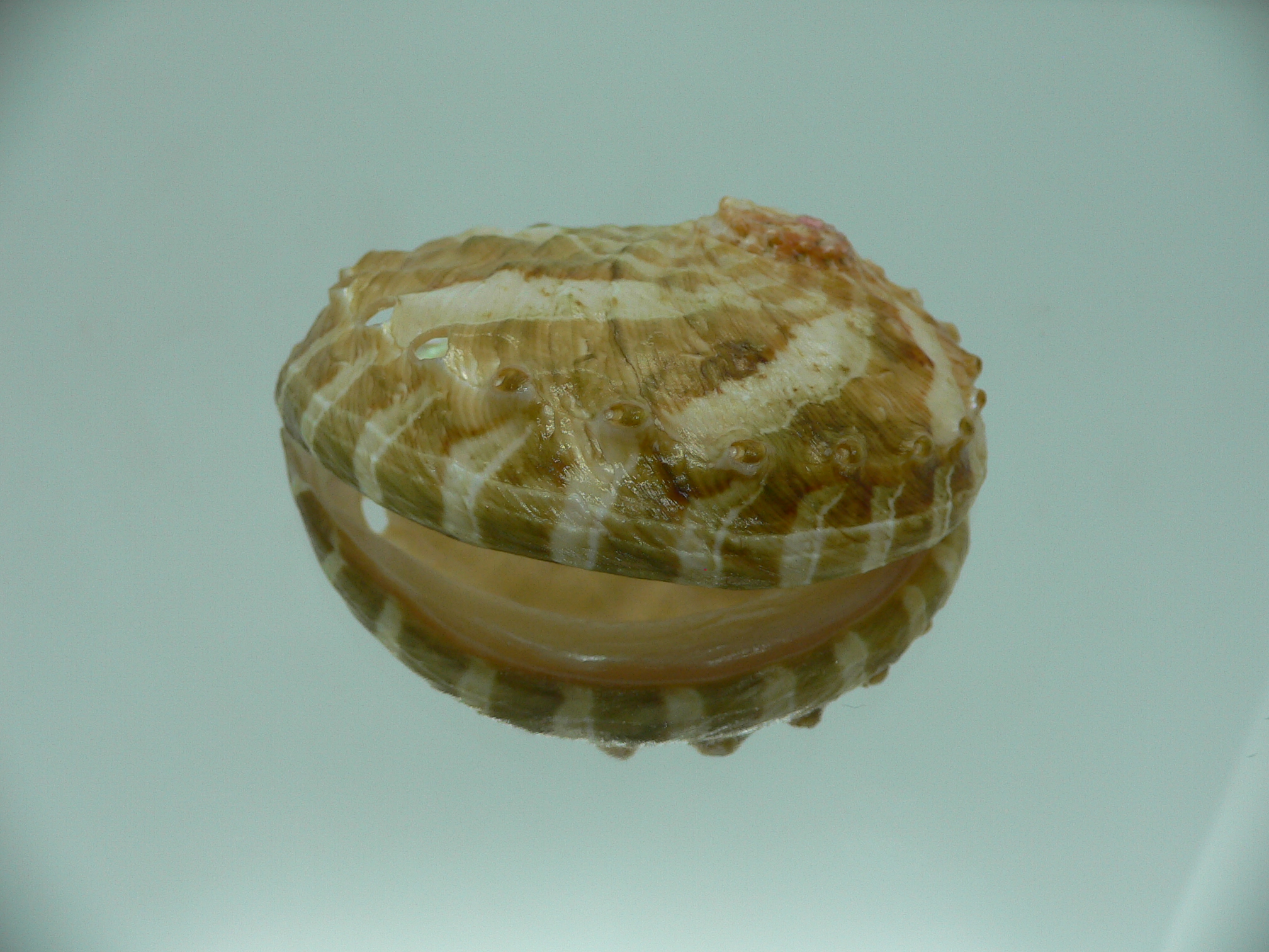 Haliotis ovina ovina BIG & LIGHT GREEN