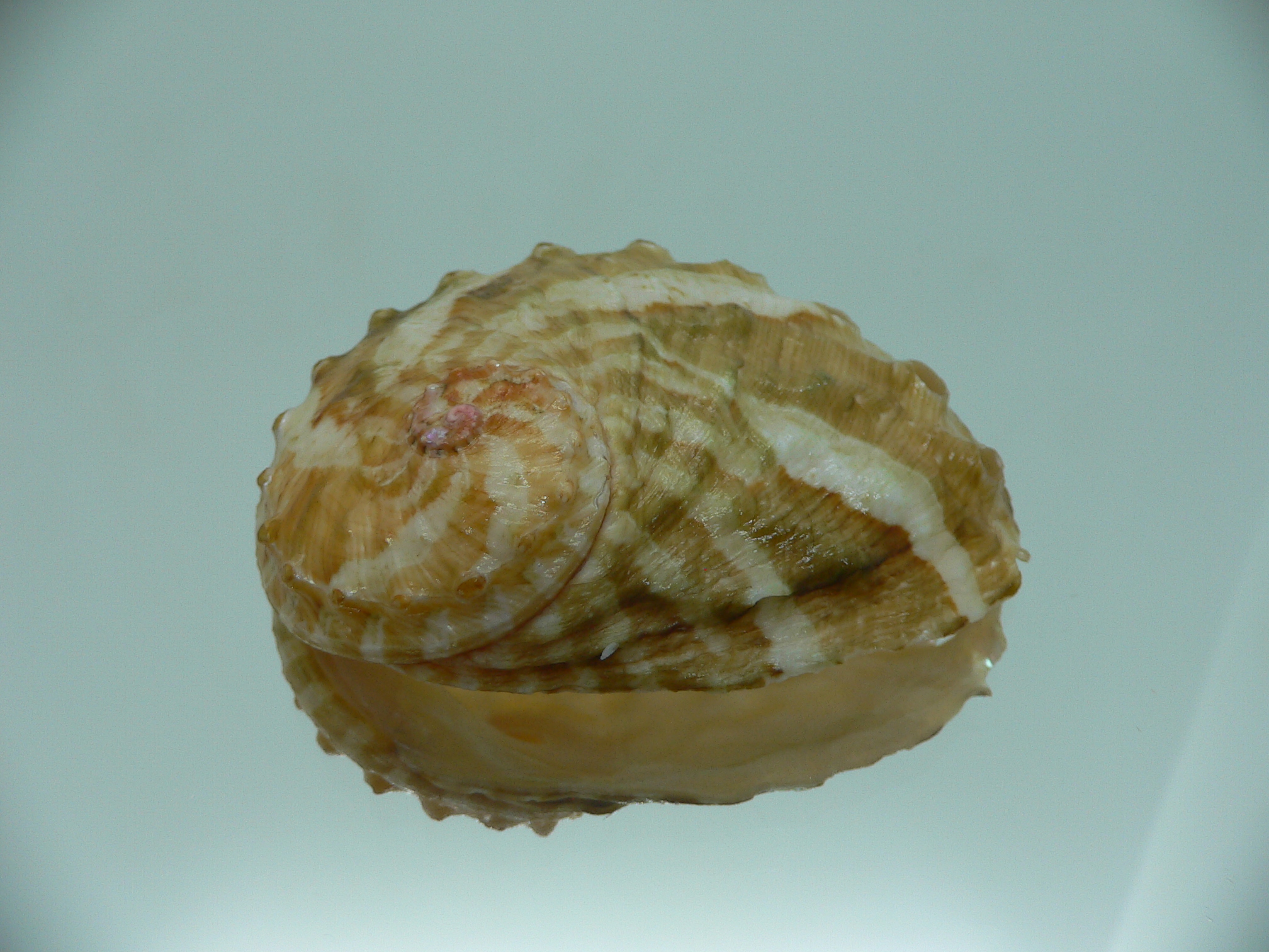 Haliotis ovina ovina BIG & LIGHT GREEN
