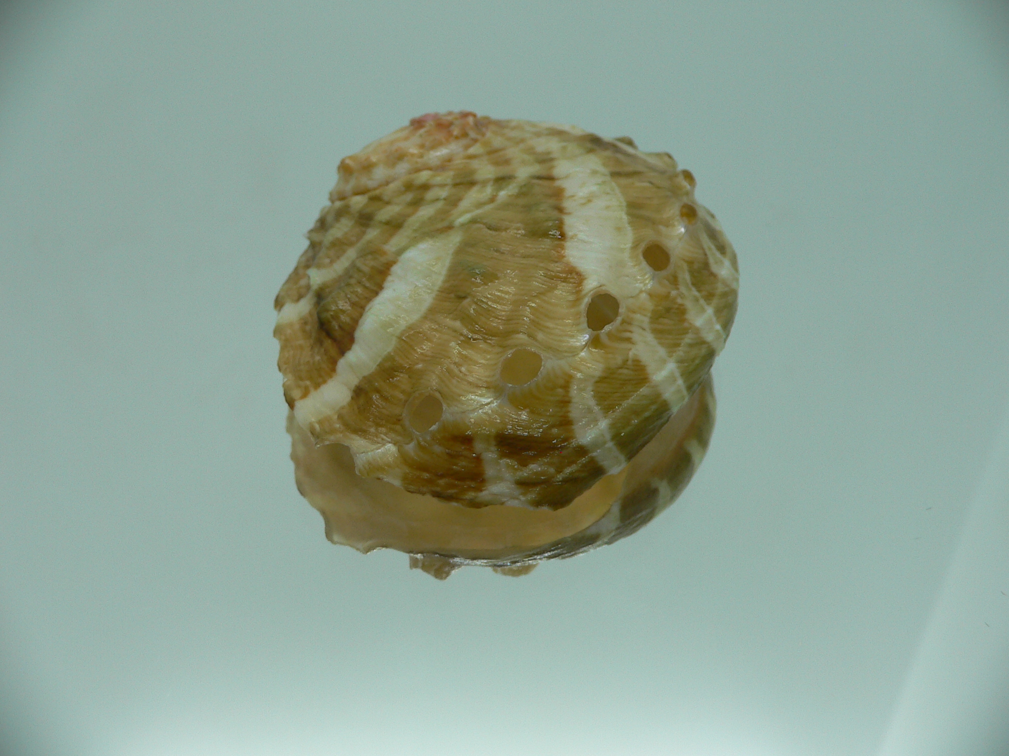 Haliotis ovina ovina BIG & LIGHT GREEN