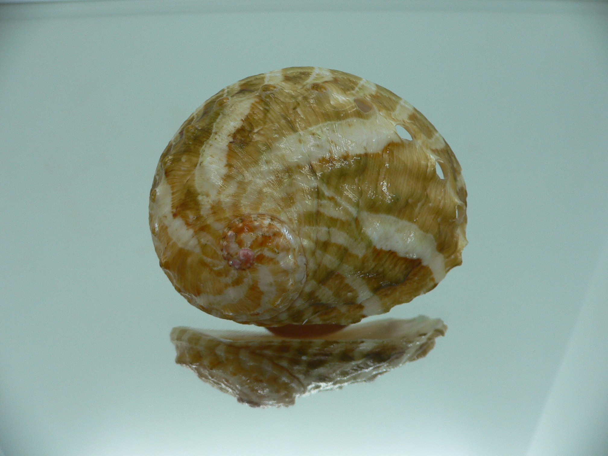 Haliotis ovina ovina BIG & LIGHT GREEN