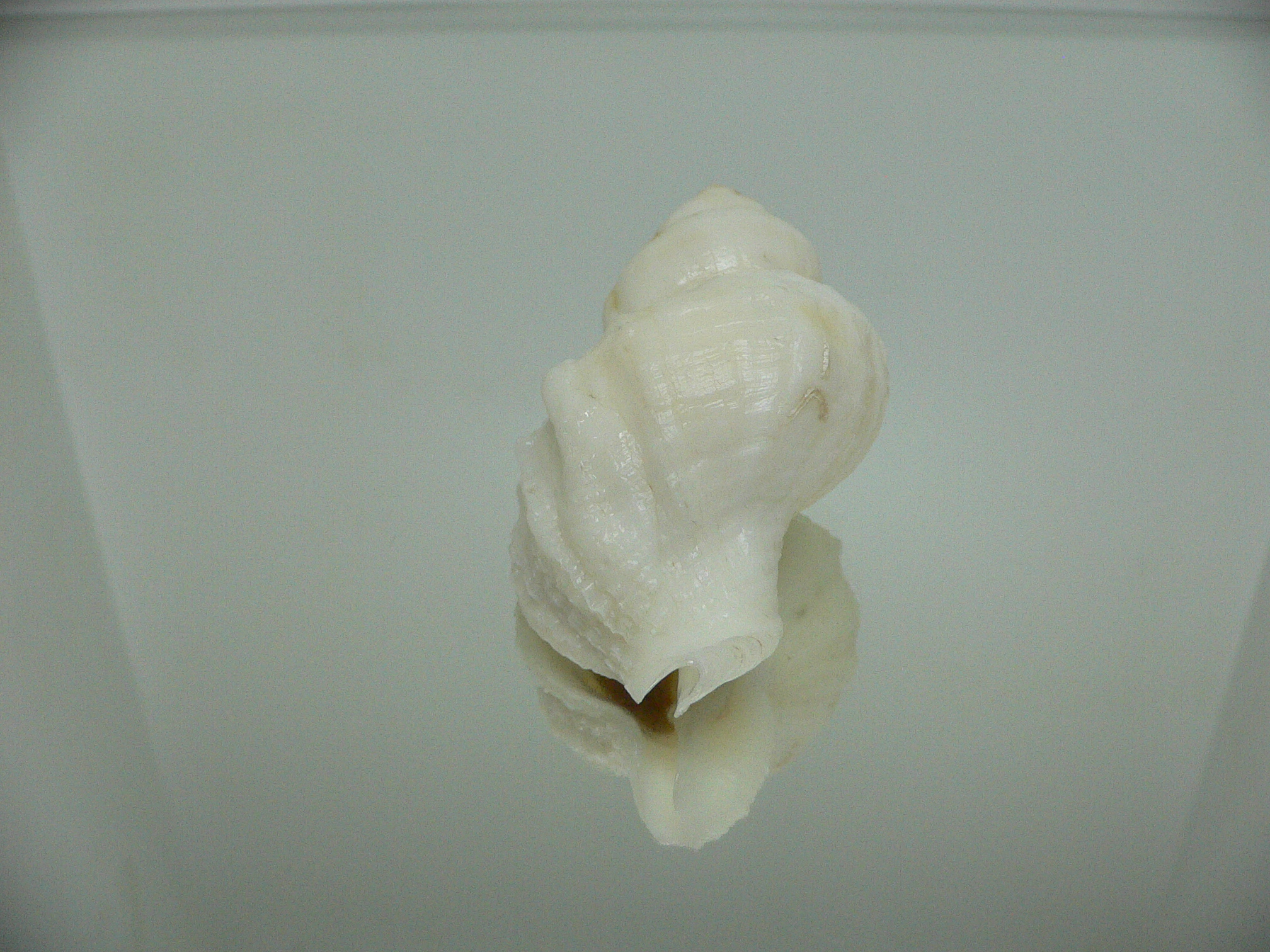 Nucella lamellosa cymica BIG ALBINO