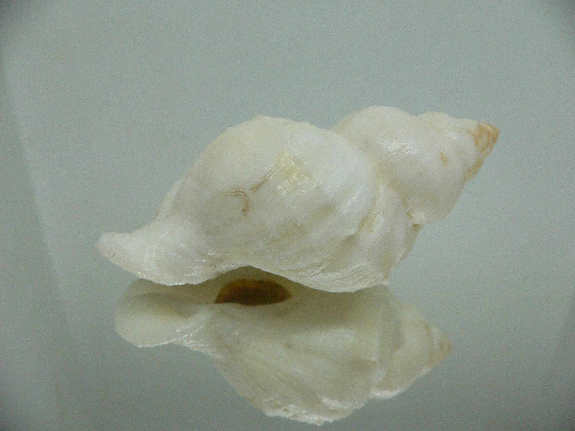 Nucella lamellosa cymica BIG ALBINO
