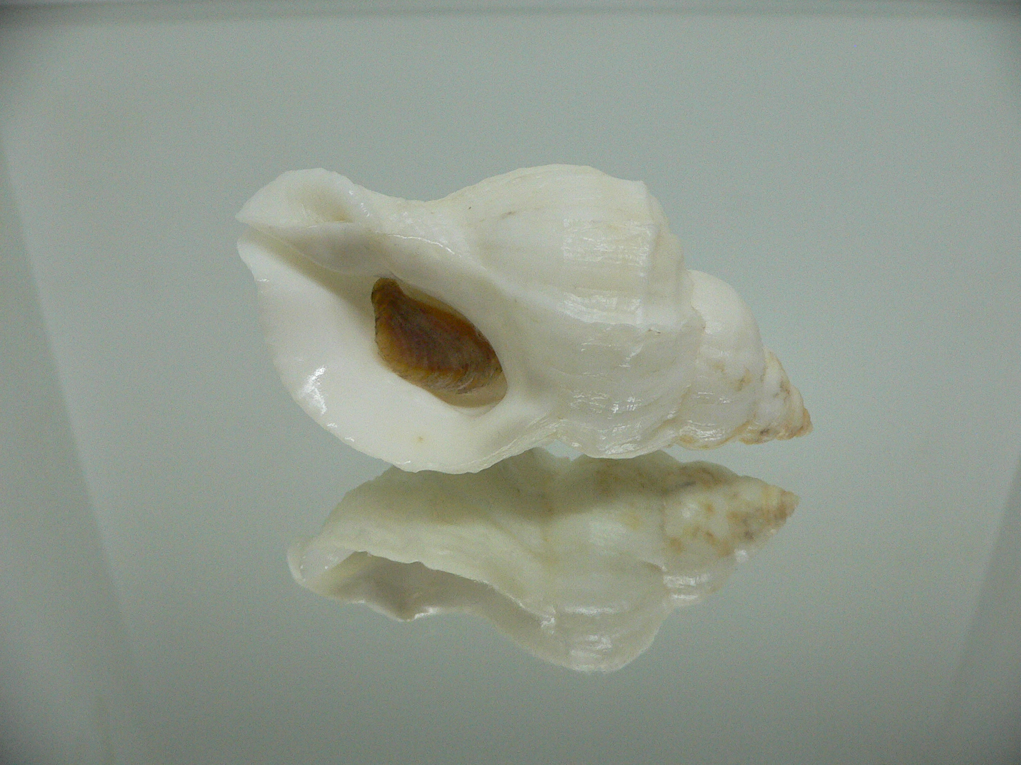 Nucella lamellosa cymica BIG ALBINO