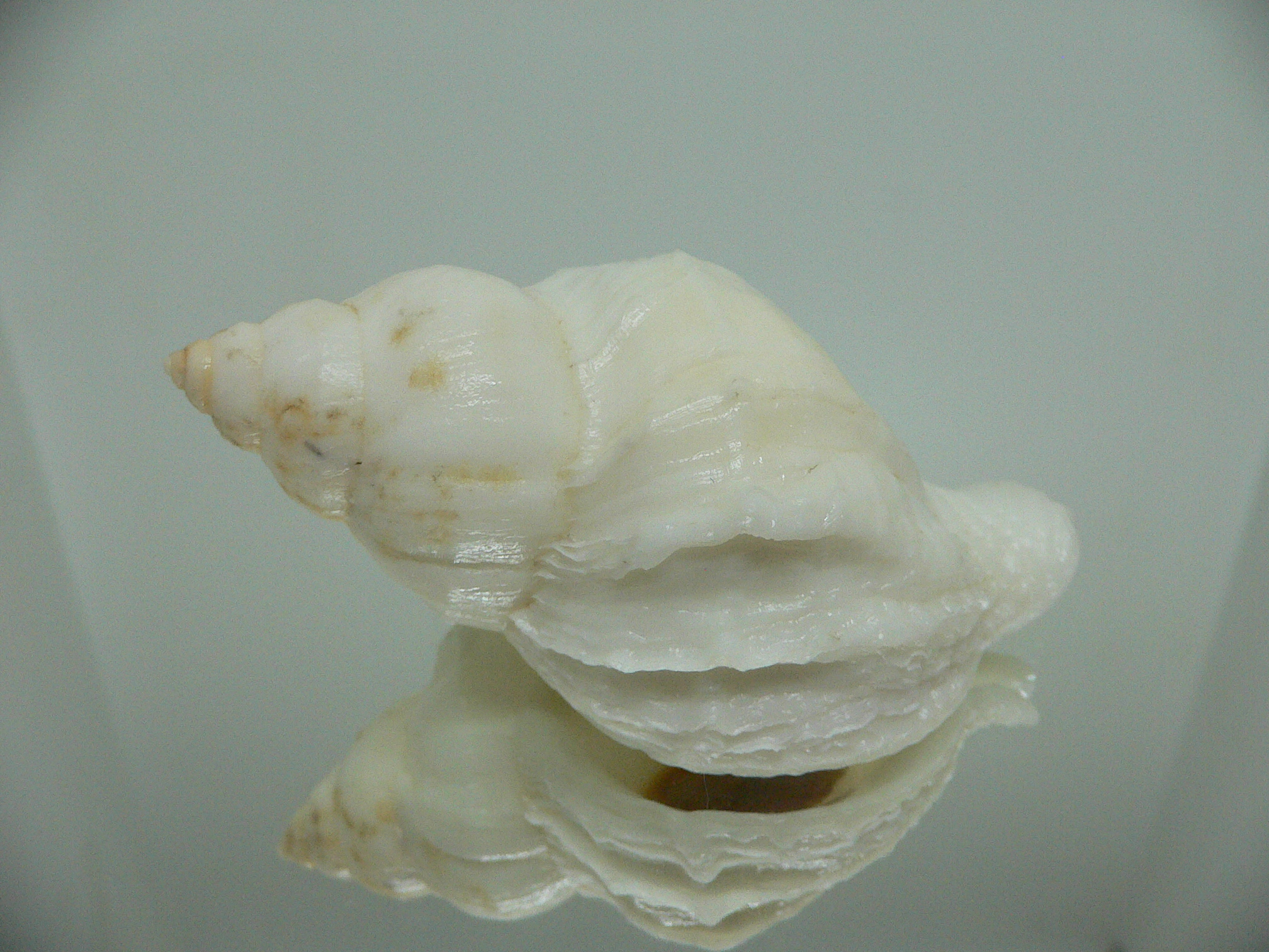Nucella lamellosa cymica BIG ALBINO