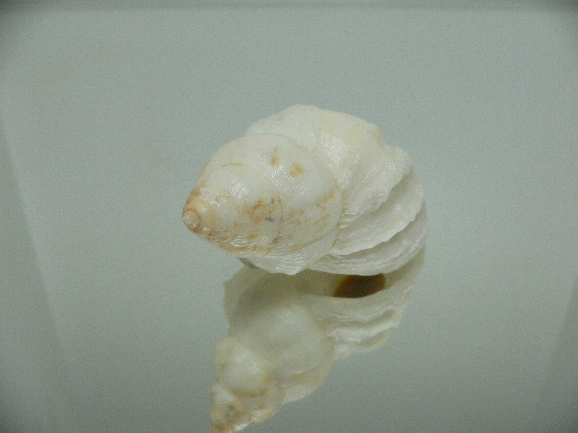 Nucella lamellosa cymica BIG ALBINO