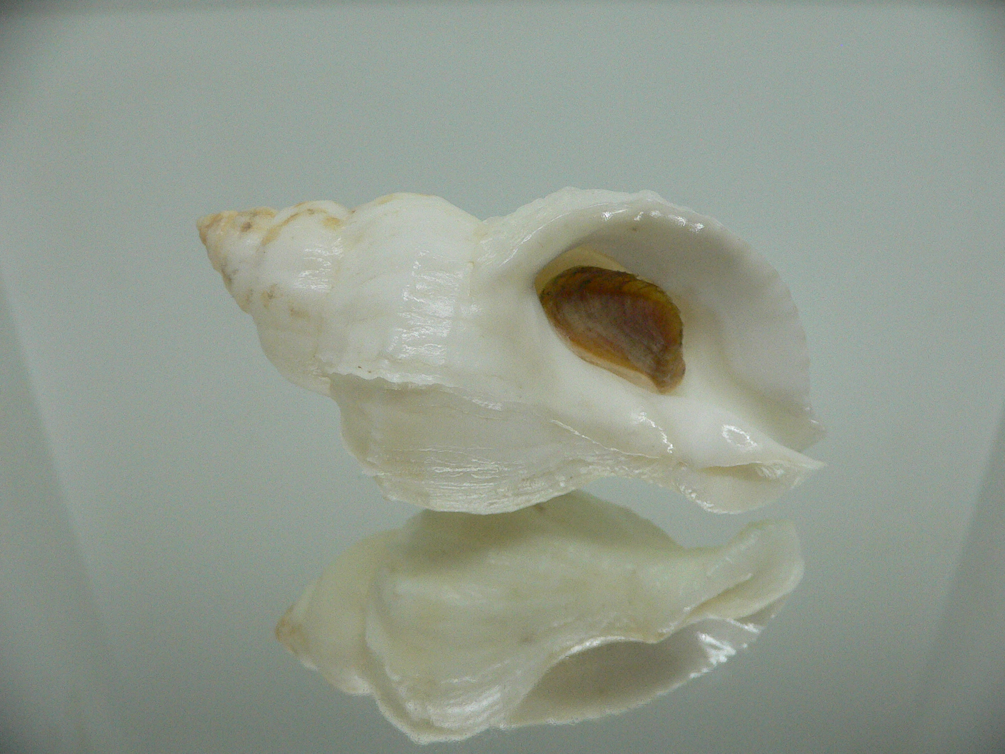 Nucella lamellosa cymica BIG ALBINO