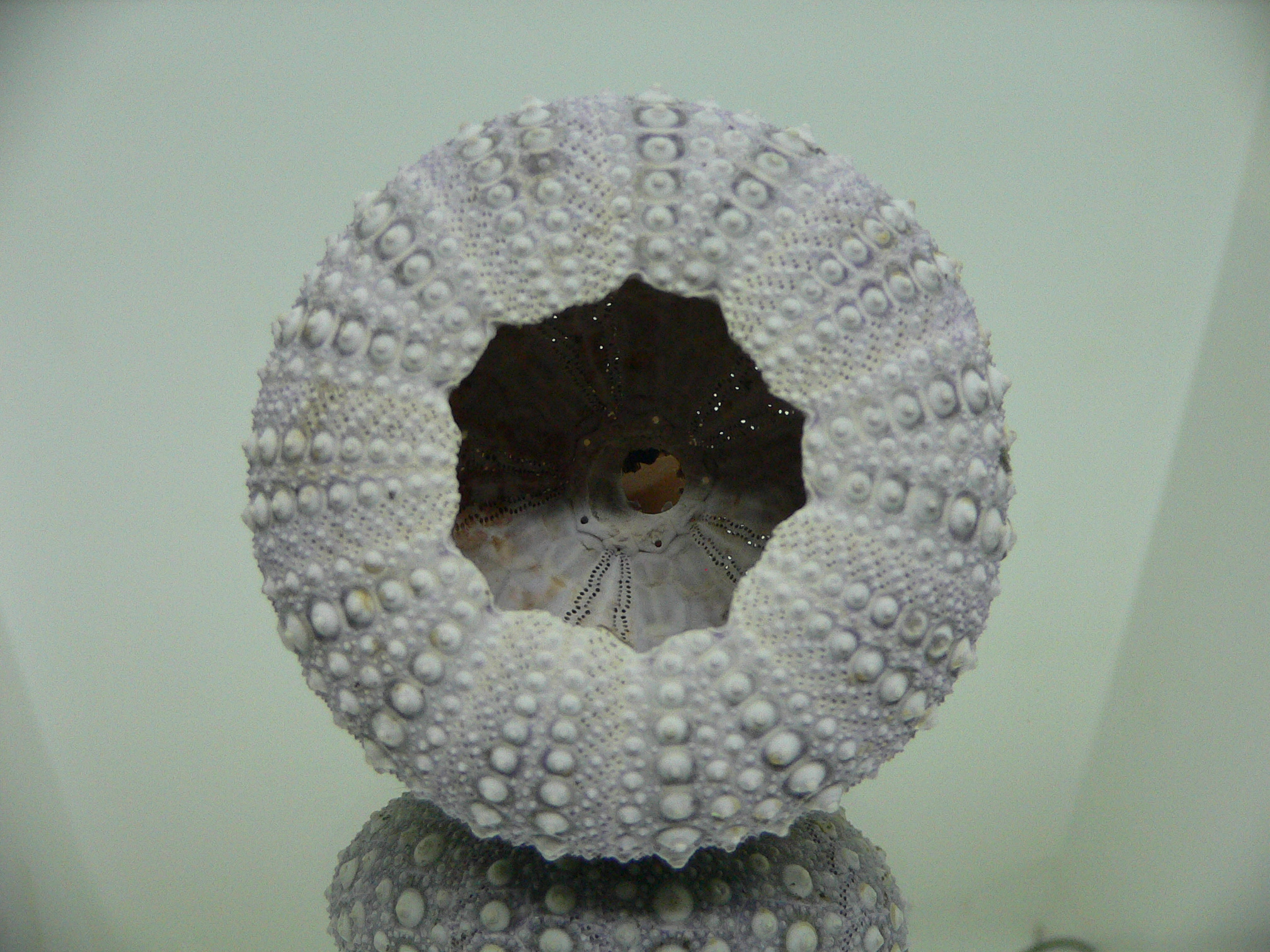 Mesocentrotus nudus CAKE