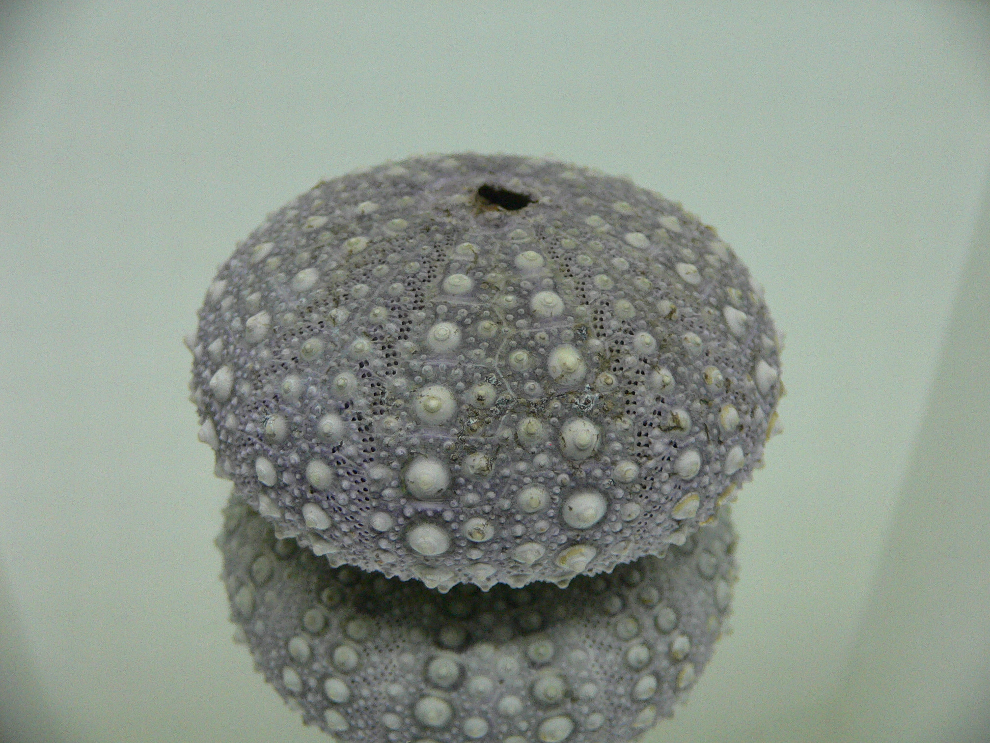 Mesocentrotus nudus CAKE