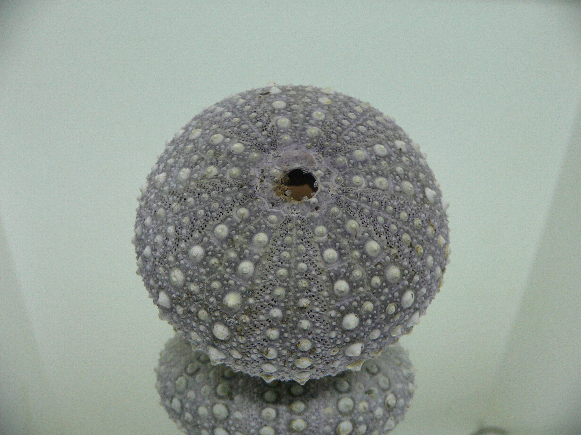 Mesocentrotus nudus CAKE